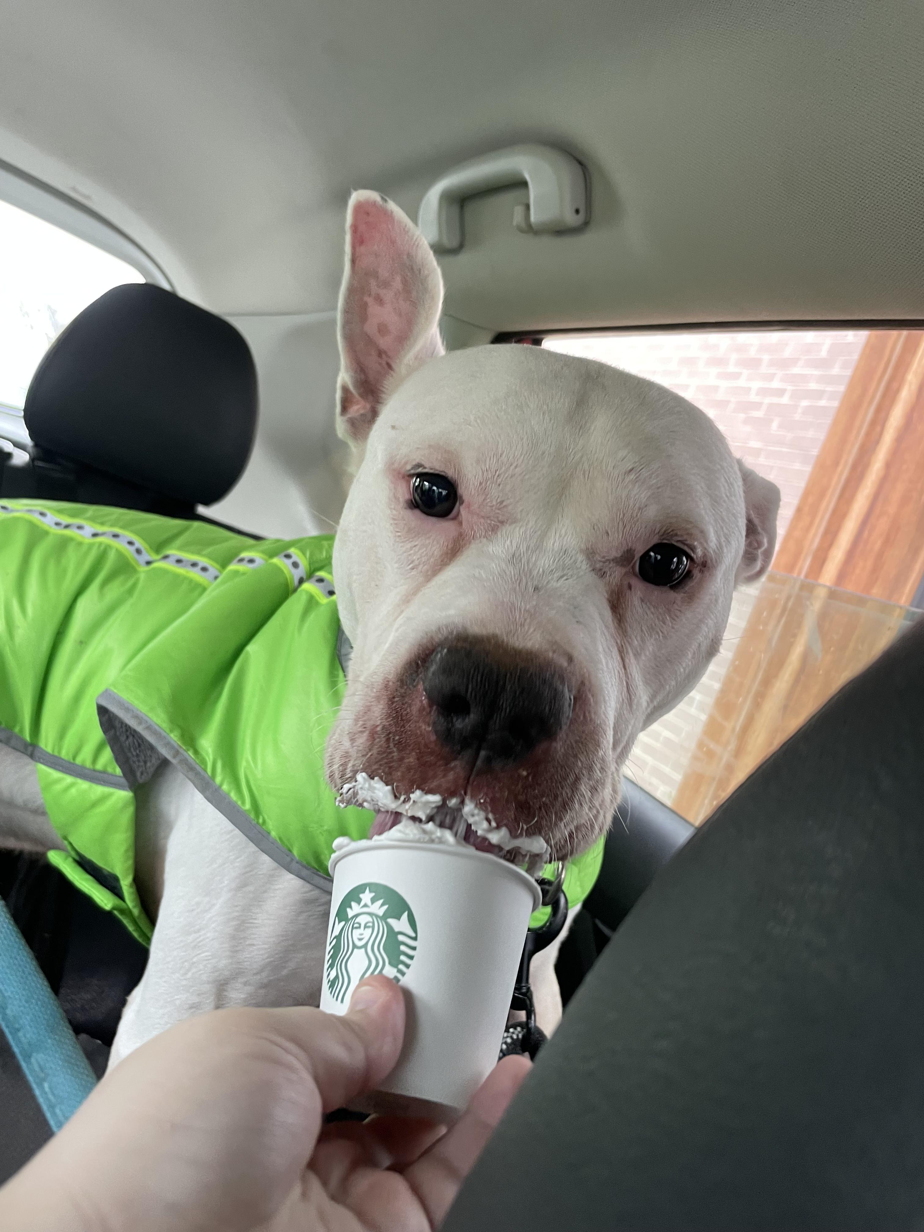 Enlarge Walter, a ADOPTABLE mixed breed in Elsmere, KY image 1/6