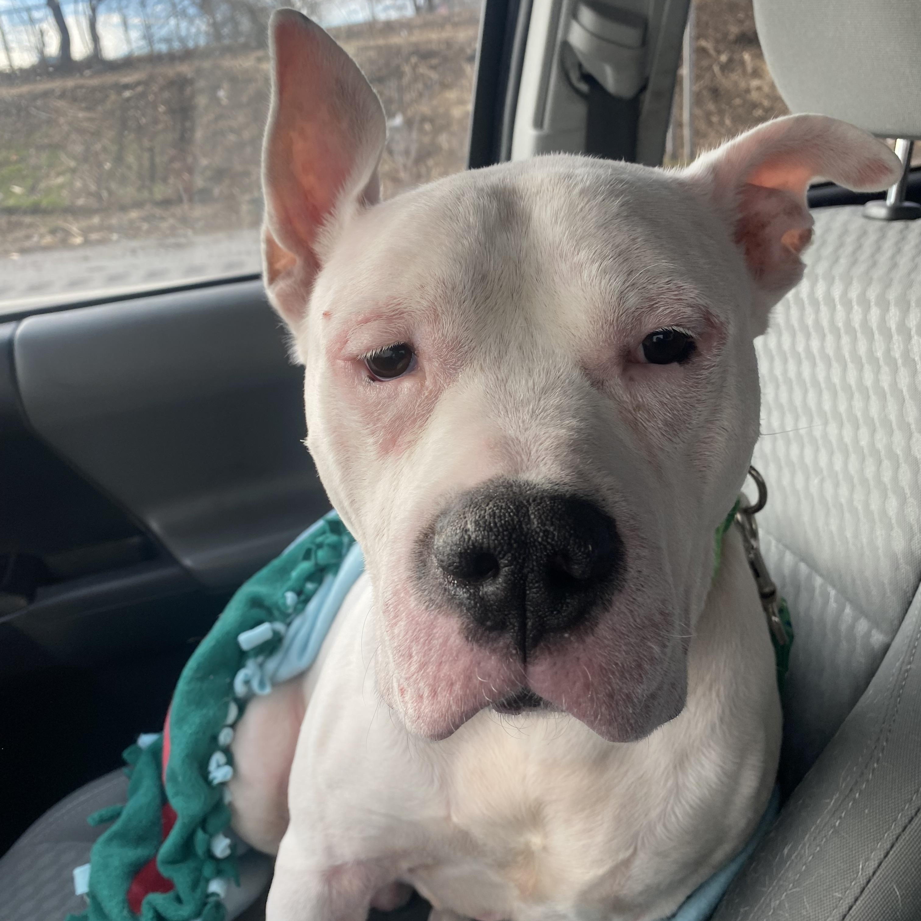 Enlarge Walter, a ADOPTABLE mixed breed in Elsmere, KY image 3/6