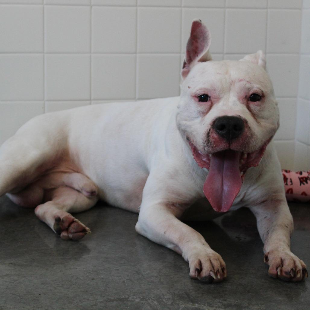 Enlarge Walter, a ADOPTABLE mixed breed in Elsmere, KY image 6/6