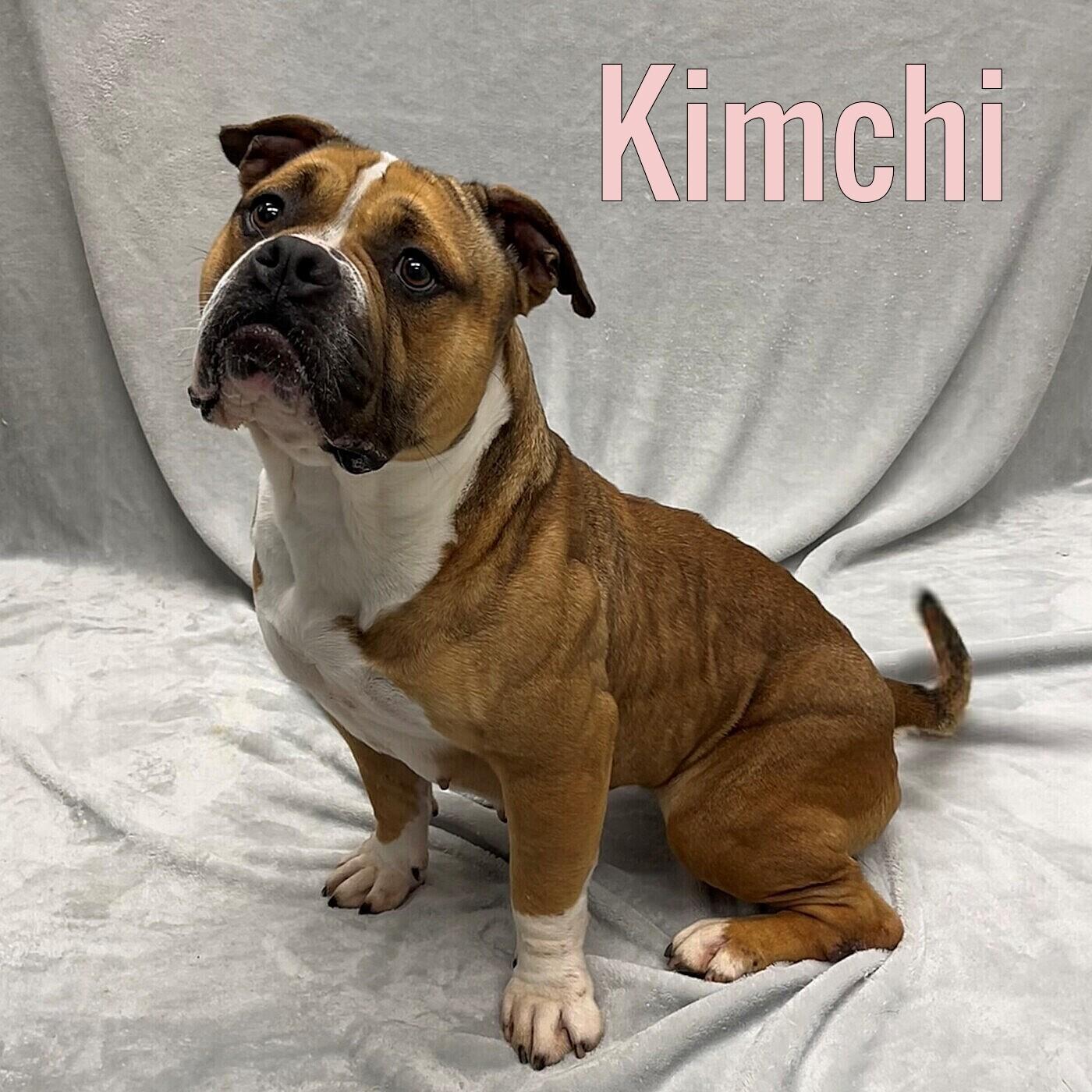 Kimchi, ADOPTABLE, Adult Female American Bully.