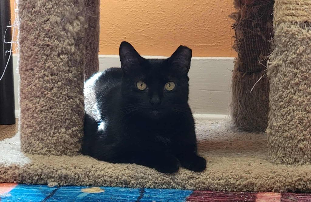 Annalise, Adoptable, Young Female Domestic Short Hair.