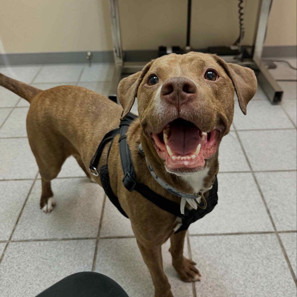 Trinity, Adoptable, Senior Female Mixed Breed & Labrador Retriever.