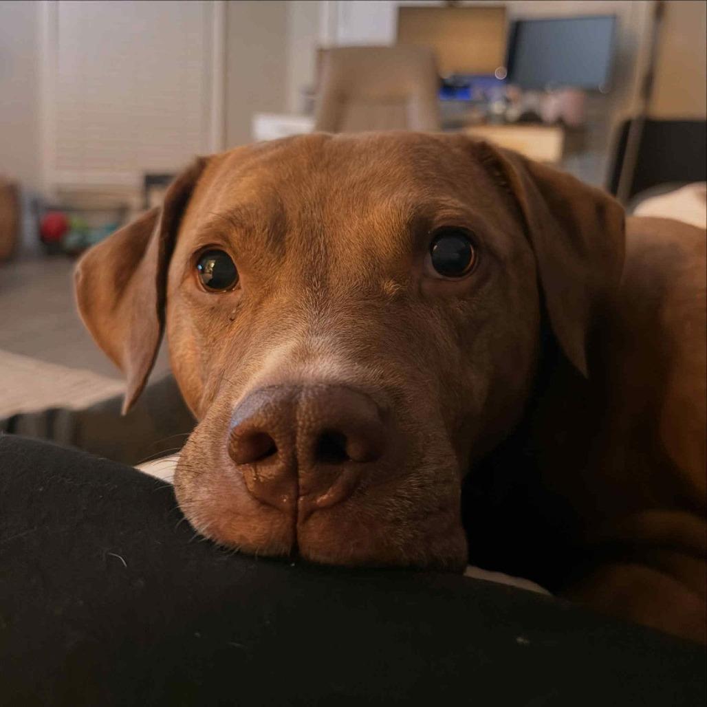 Enlarge Trinity, a Adoptable mixed breed in Woodstock, GA image 2/3