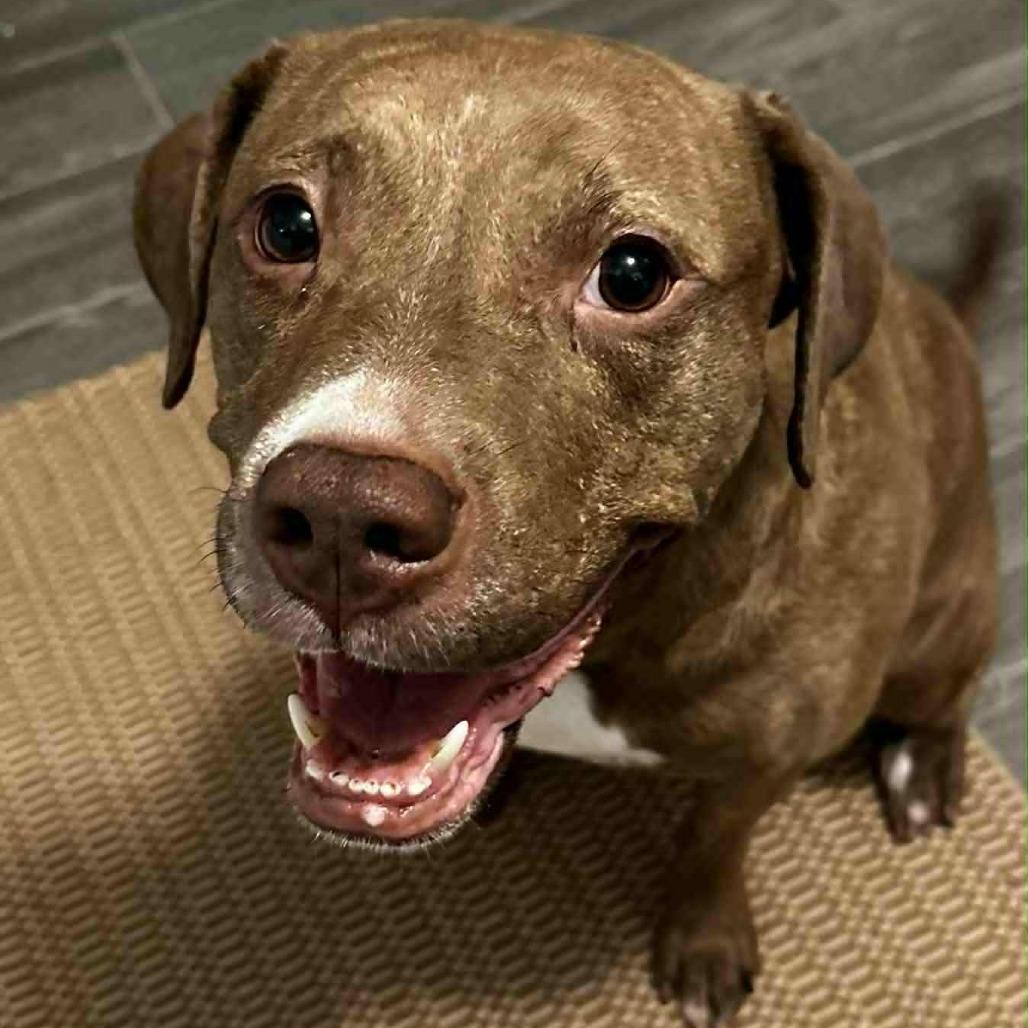 Enlarge Trinity, a Adoptable mixed breed in Woodstock, GA image 3/3