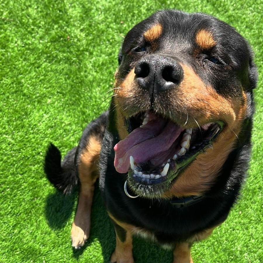 Enlarge Rocky the Charmer, a Adoptable mixed breed in Brooklyn, NY image 1/6