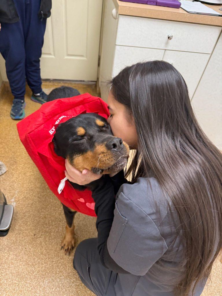 Enlarge Rocky the Charmer, a Adoptable mixed breed in Brooklyn, NY image 6/6