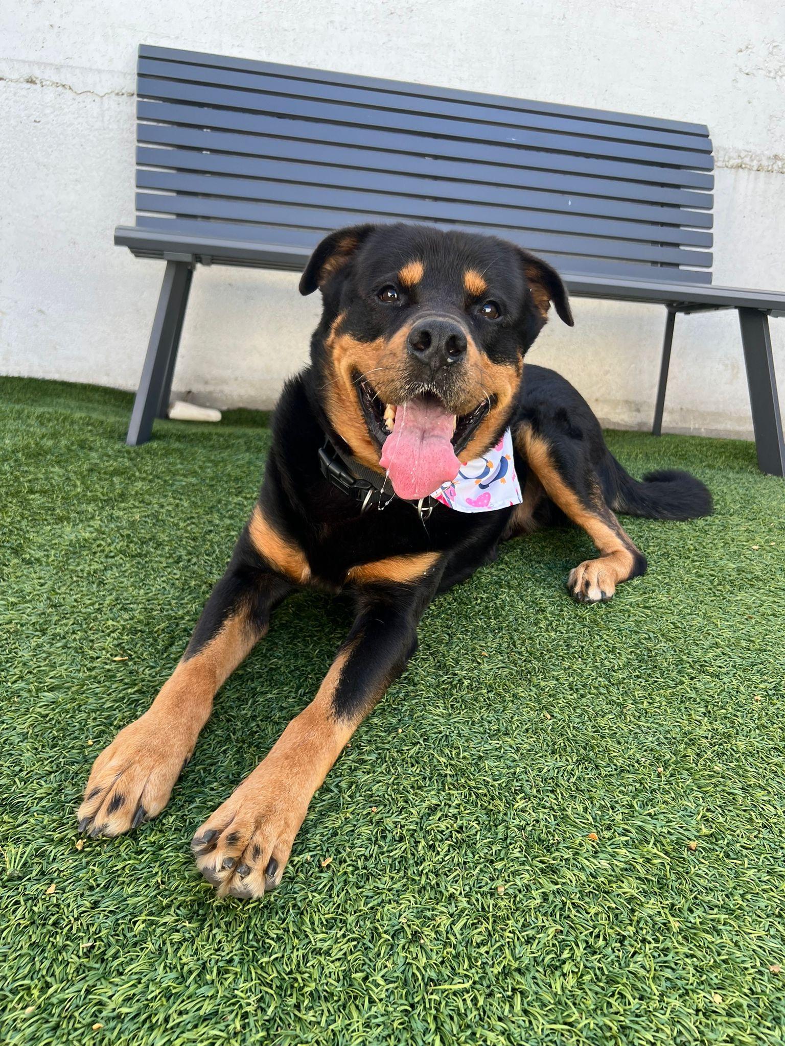 Enlarge Rocky the Charmer, a Adoptable mixed breed in Brooklyn, NY image 2/6