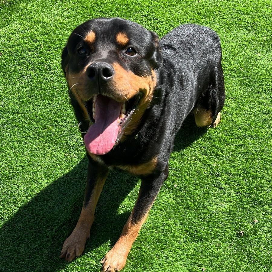 Enlarge Rocky the Charmer, a Adoptable mixed breed in Brooklyn, NY image 4/6