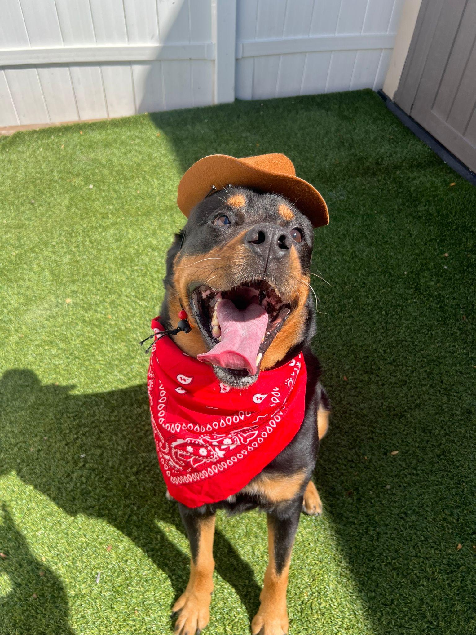 Enlarge Rocky the Charmer, a Adoptable mixed breed in Brooklyn, NY image 3/6