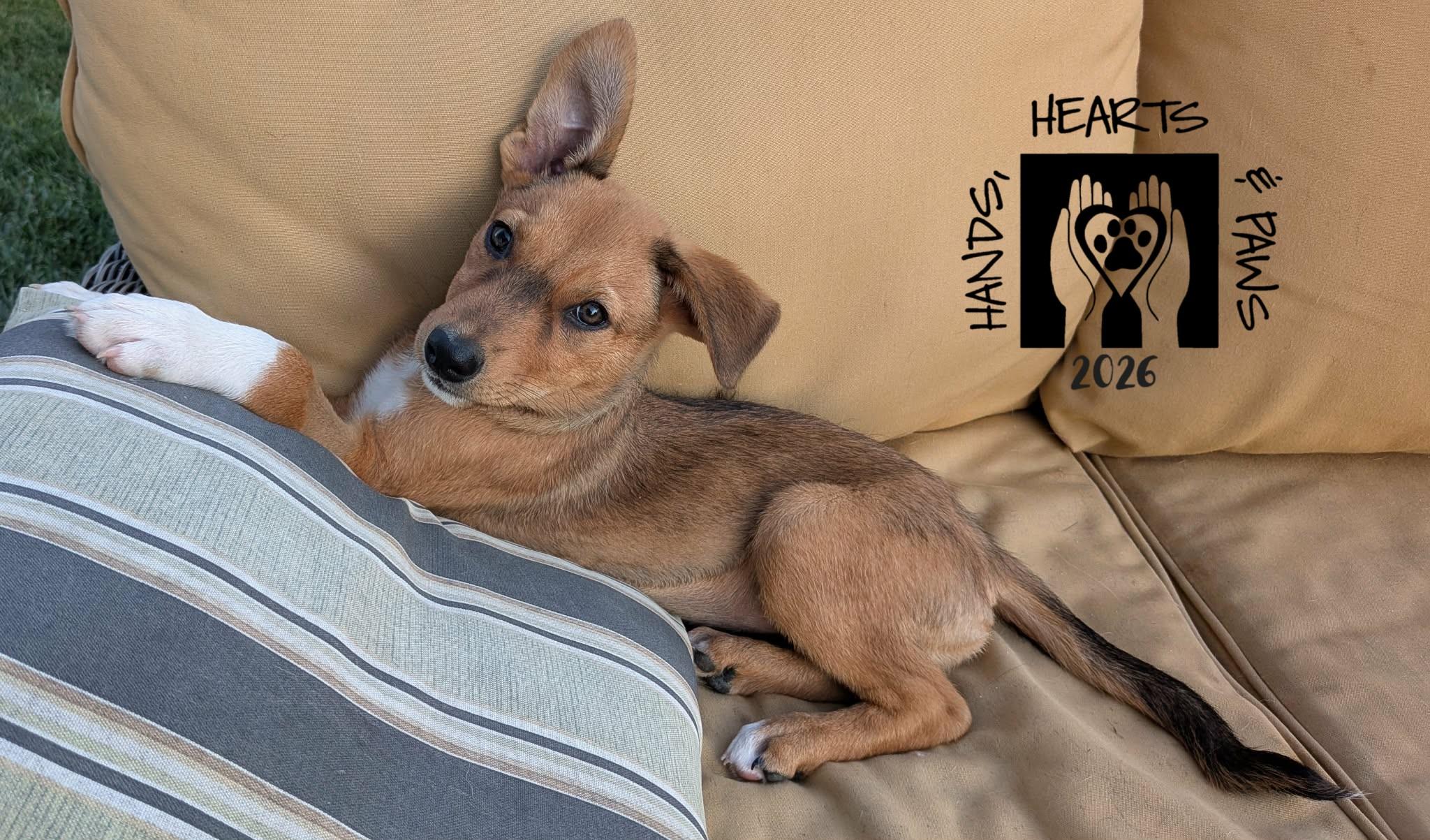 Enlarge Spring, a Adoptable mixed breed in Omaha, NE image 1/4