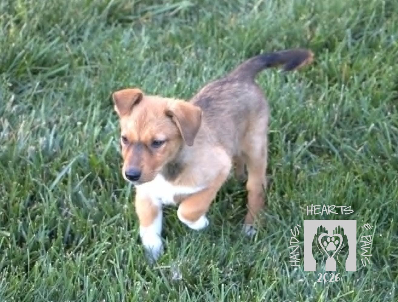 Enlarge Spring, a Adoptable mixed breed in Omaha, NE image 4/4