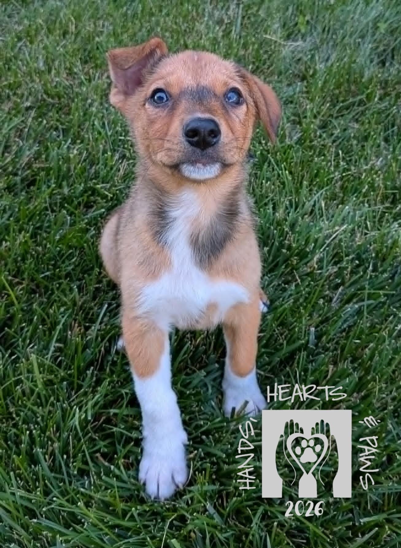 Enlarge Spring, a Adoptable mixed breed in Omaha, NE image 2/4