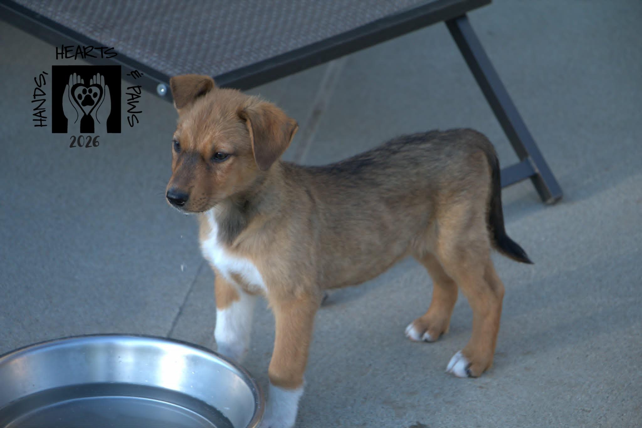 Enlarge Spring, a Adoptable mixed breed in Omaha, NE image 3/4
