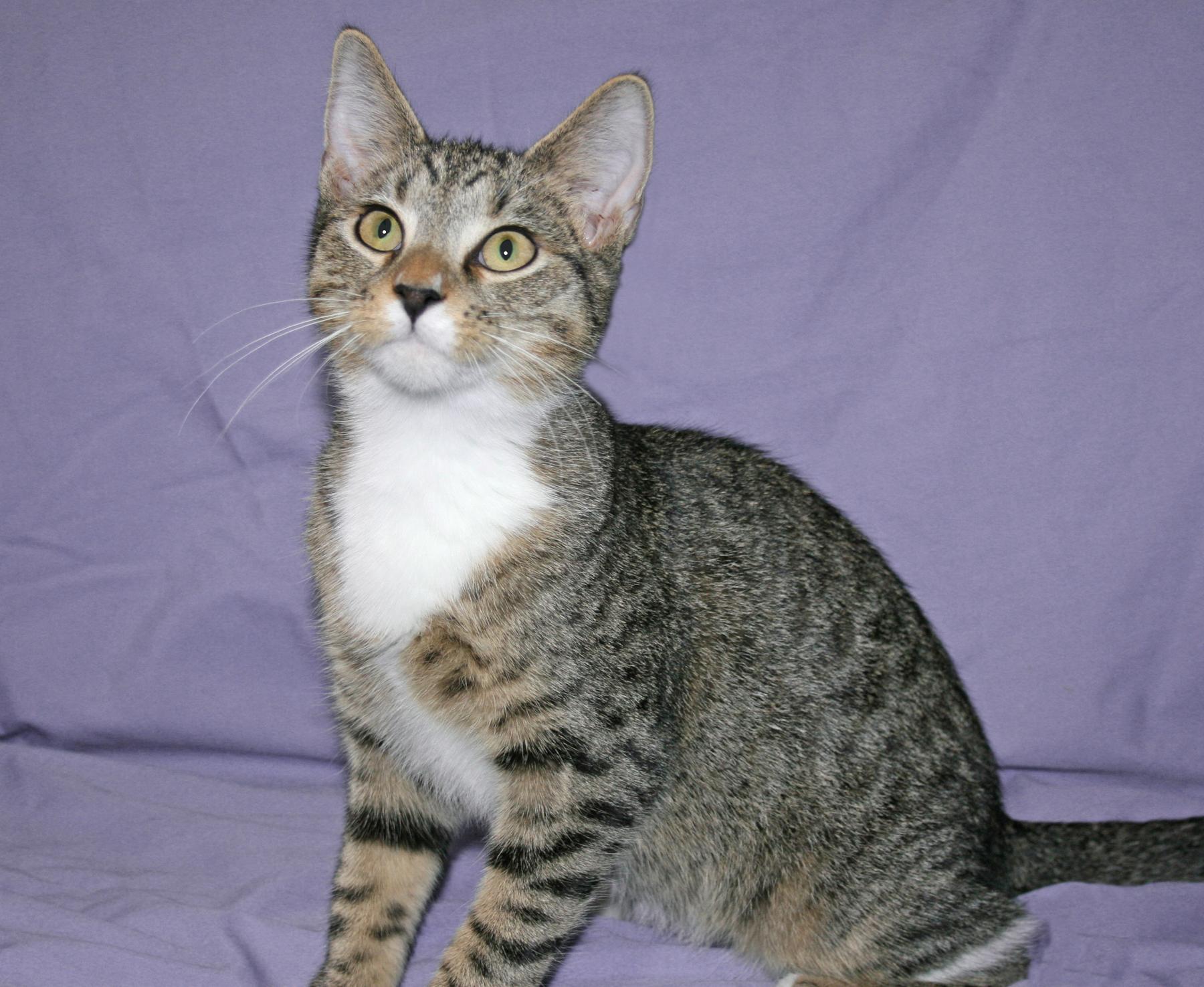 Enlarge Stelten, a ADOPTABLE Tabby in Victoria, MN image 3/4
