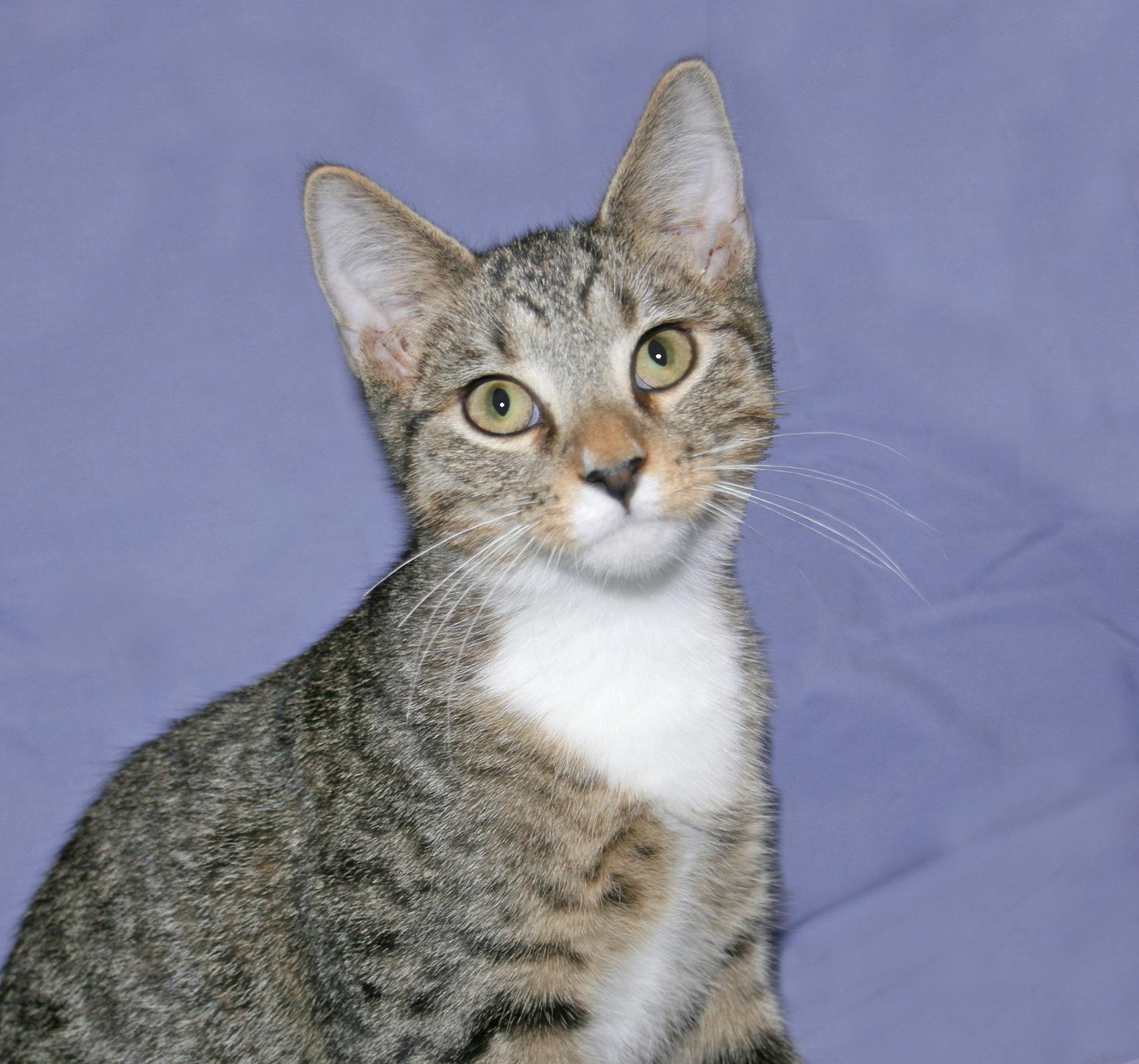 Enlarge Stelten, a ADOPTABLE Tabby in Victoria, MN image 4/4