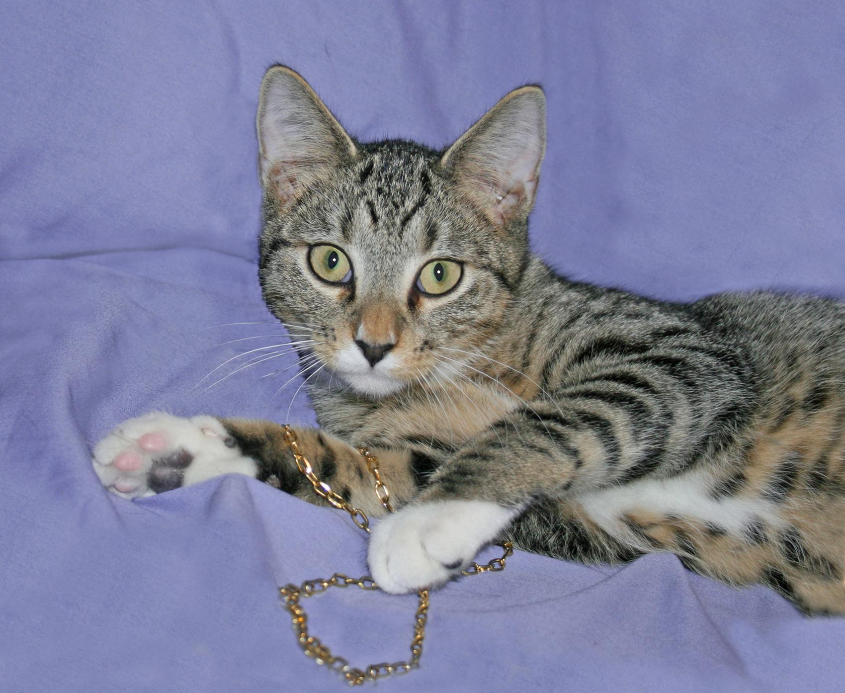 Stelten, ADOPTABLE, Kitten Male Tabby.
