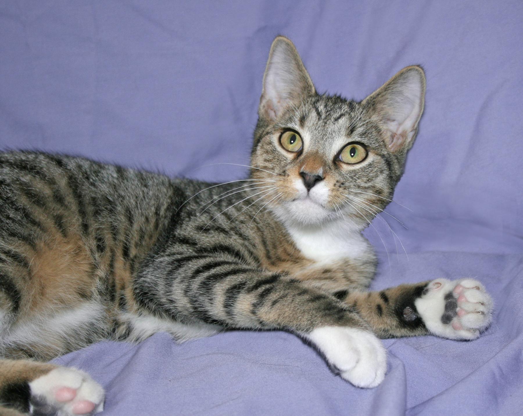 Enlarge Stelten, a ADOPTABLE Tabby in Victoria, MN image 2/4