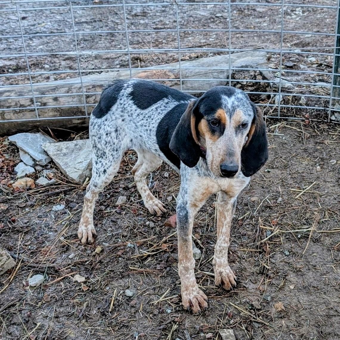 Freckles and Frosty , a ADOPTABLE Bluetick Coonhound in COEUR D ALENE, ID image 5/6