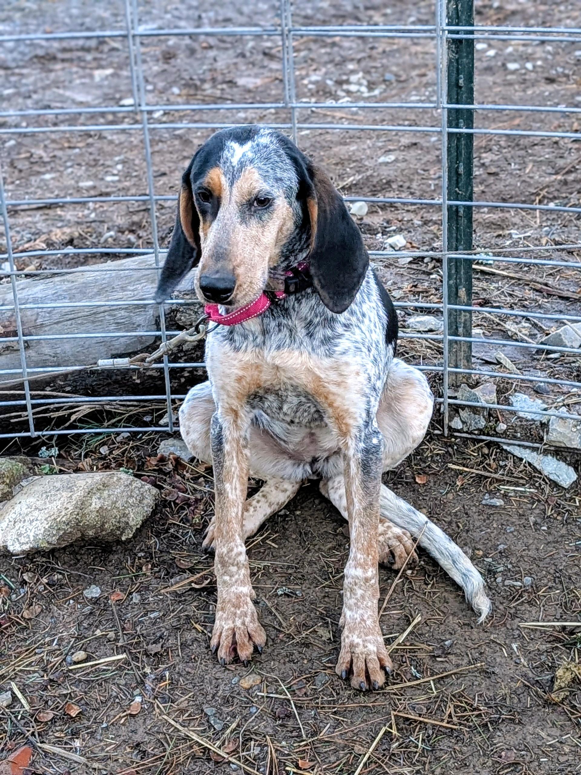 Freckles and Frosty , a ADOPTABLE Bluetick Coonhound in COEUR D ALENE, ID image 6/6