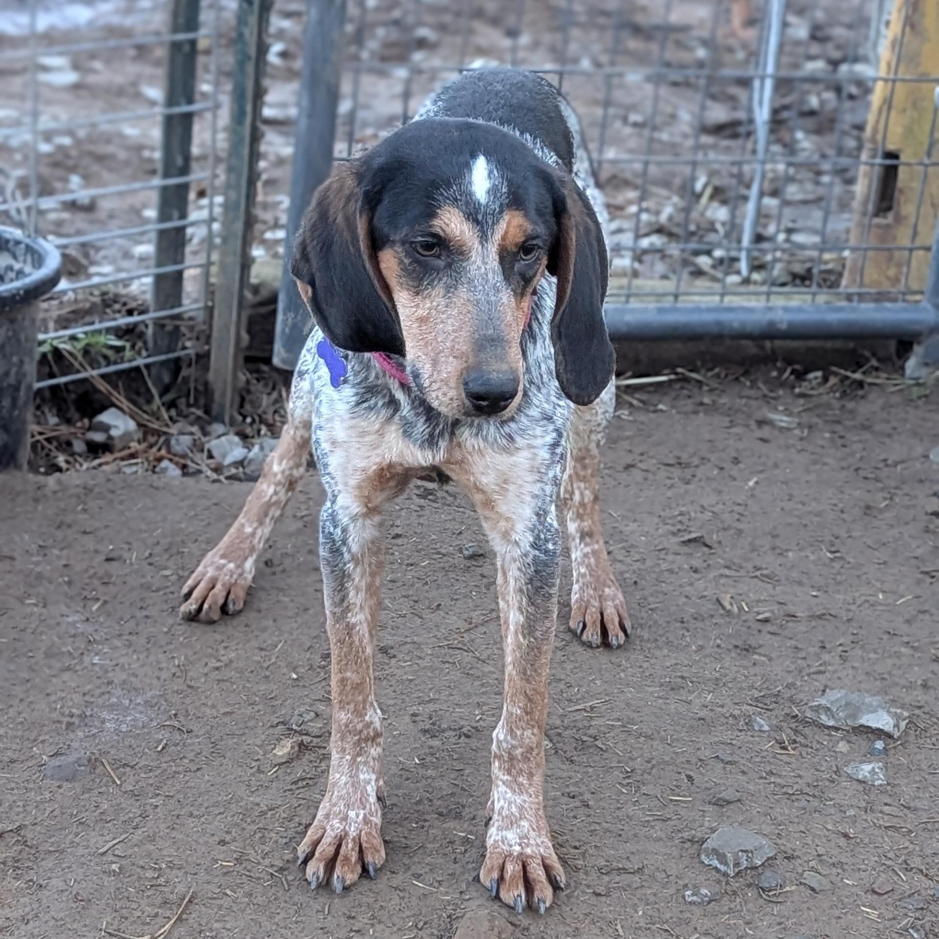 Freckles and Frosty , a ADOPTABLE Bluetick Coonhound in COEUR D ALENE, ID image 4/6