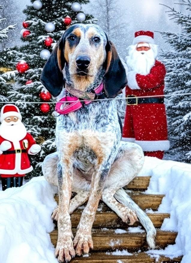 Freckles and Frosty , a ADOPTABLE Bluetick Coonhound in COEUR D ALENE, ID image 1/6