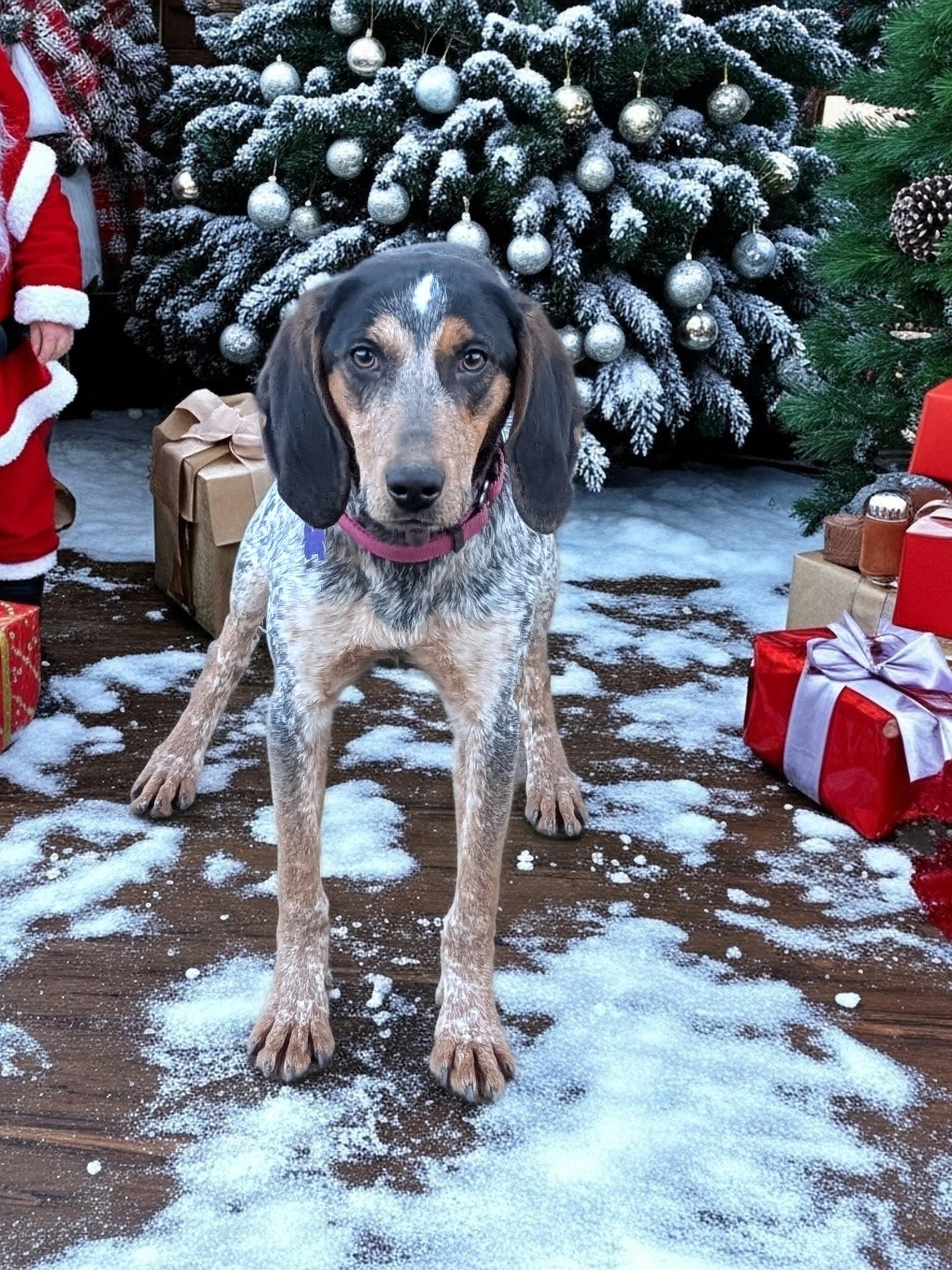 Freckles and Frosty , a ADOPTABLE Bluetick Coonhound in COEUR D ALENE, ID image 2/6
