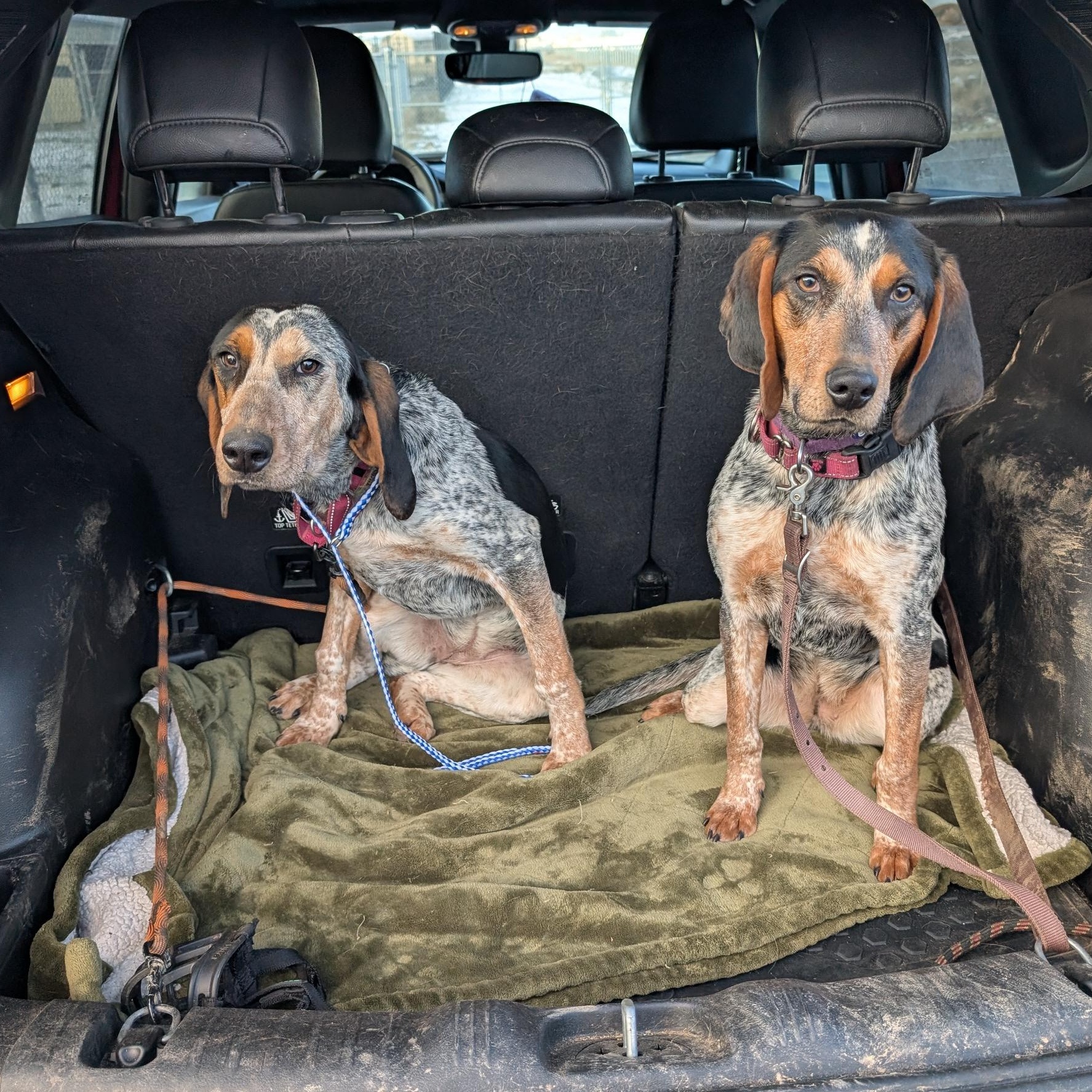 Freckles and Frosty , a ADOPTABLE Bluetick Coonhound in COEUR D ALENE, ID image 3/6