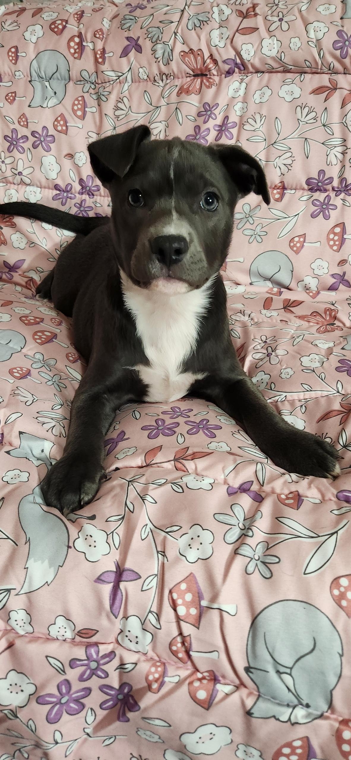 Enlarge Kya, a ADOPTABLE Pit Bull Terrier in Freeland, MI image 2/4