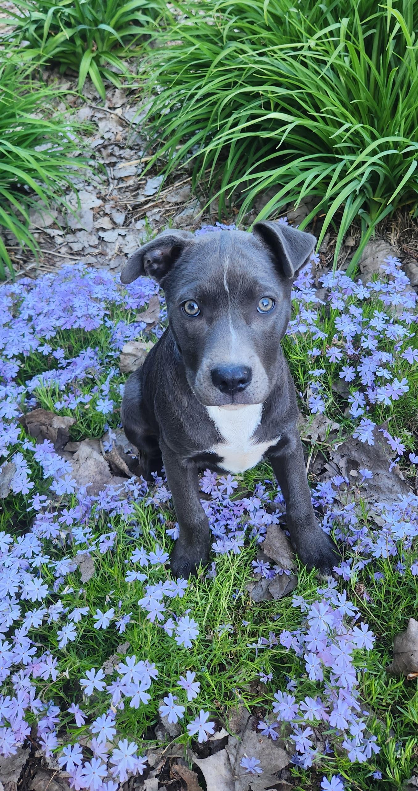 Kya, a ADOPTABLE mixed breed in Freeland, MI image 1/4