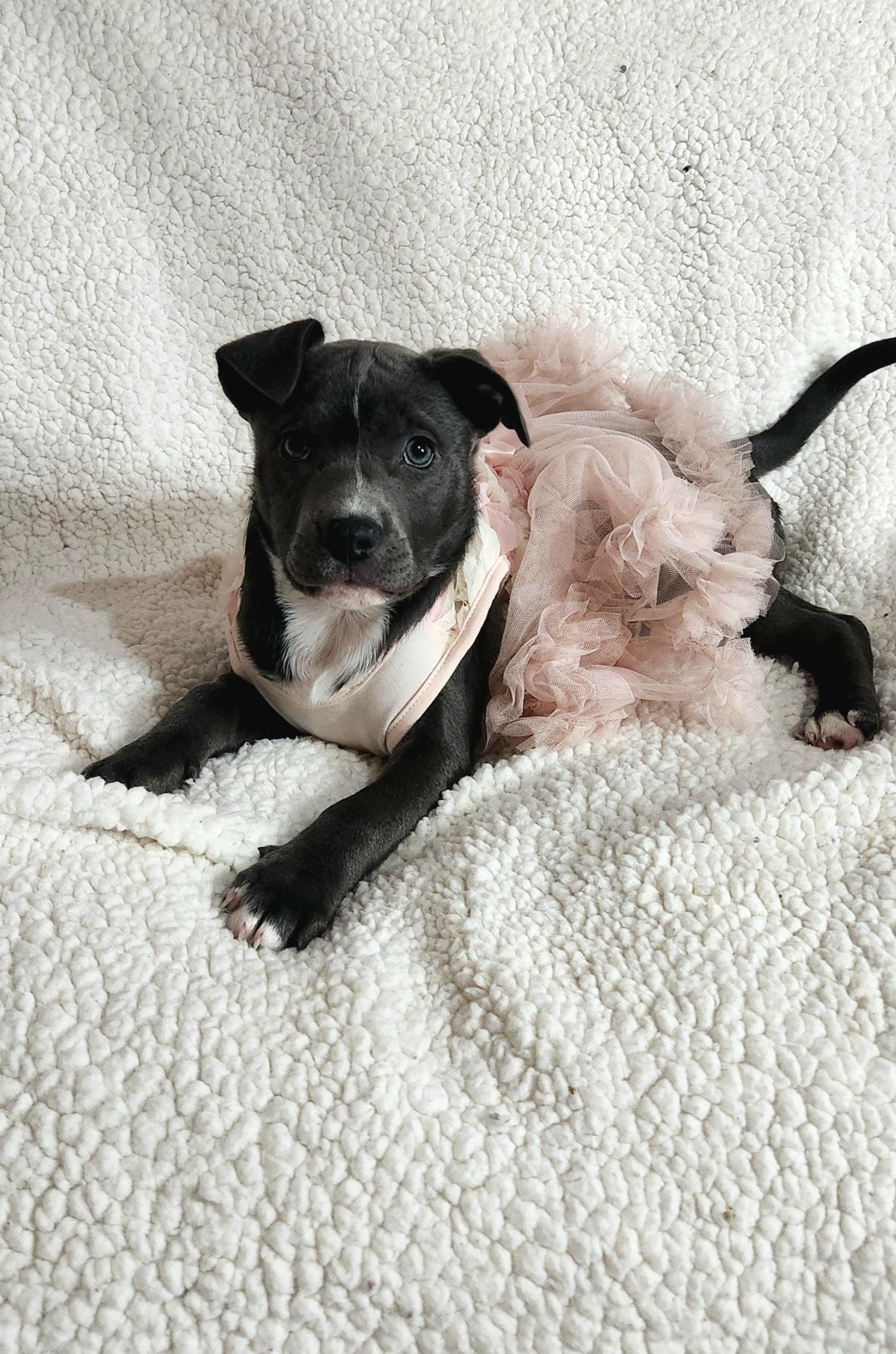 Enlarge Kya, a ADOPTABLE Pit Bull Terrier in Freeland, MI image 3/4