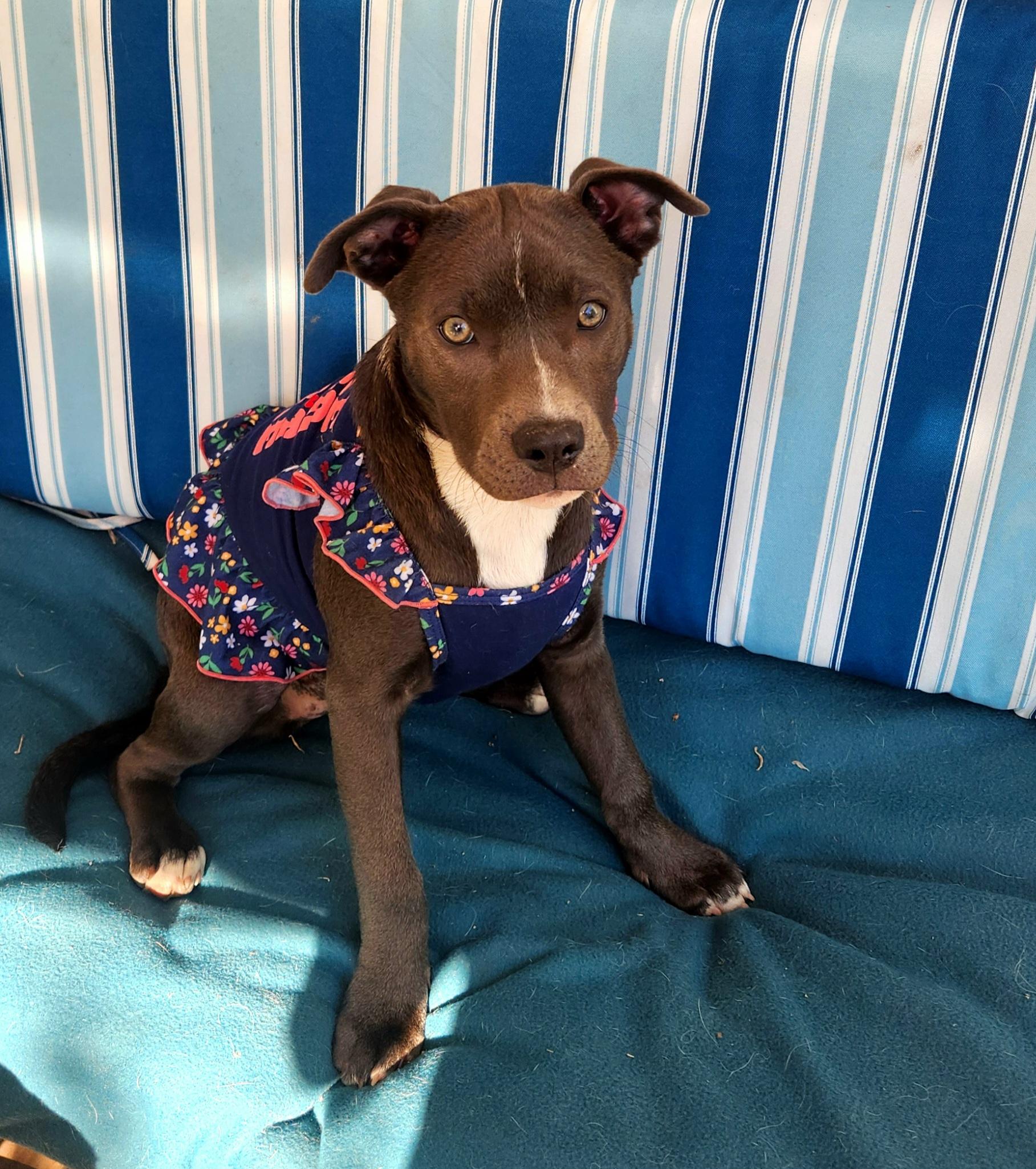 Kya, a ADOPTABLE mixed breed in Freeland, MI image 3/4
