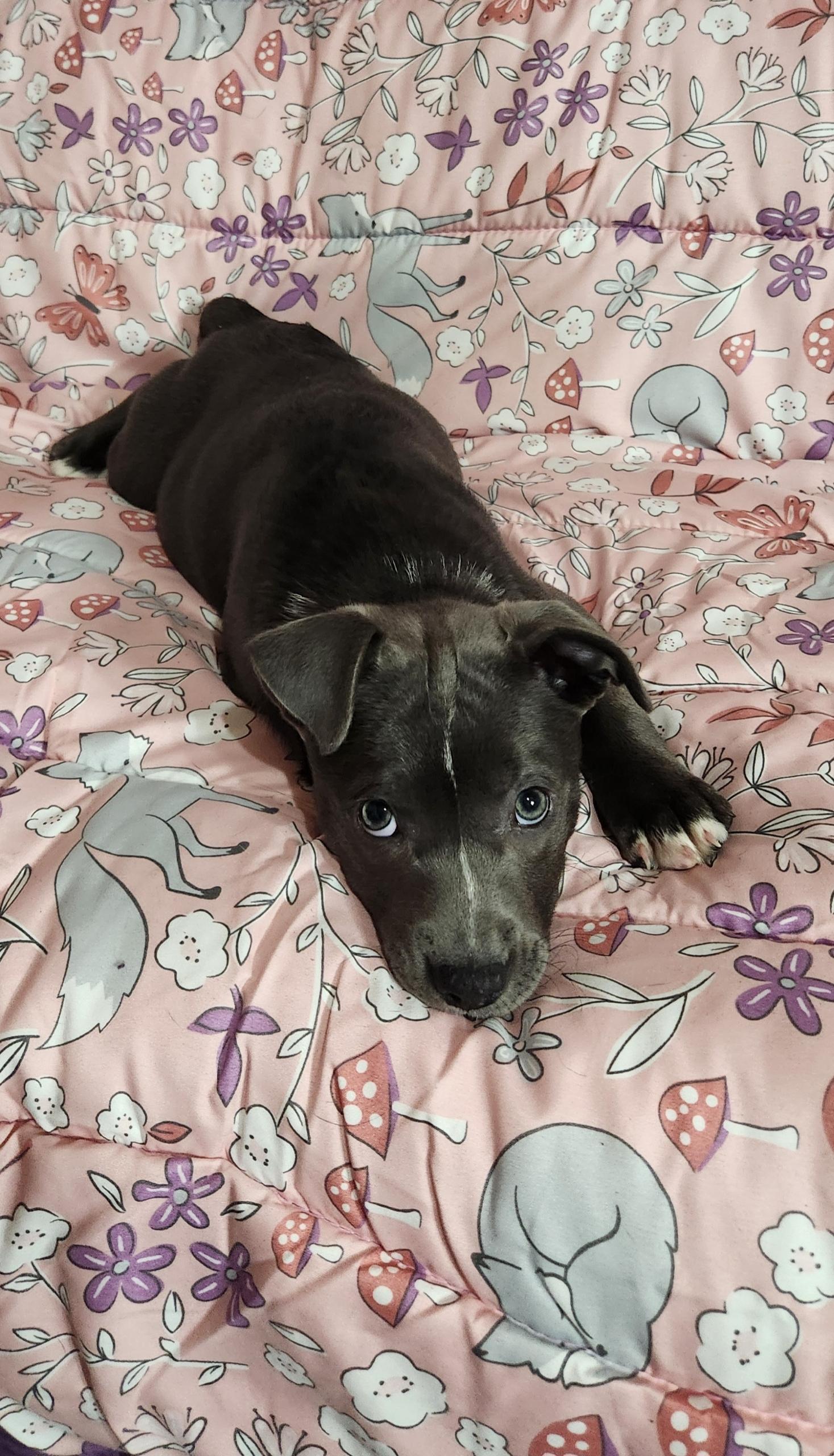 Enlarge Kya, a ADOPTABLE Pit Bull Terrier in Freeland, MI image 4/4