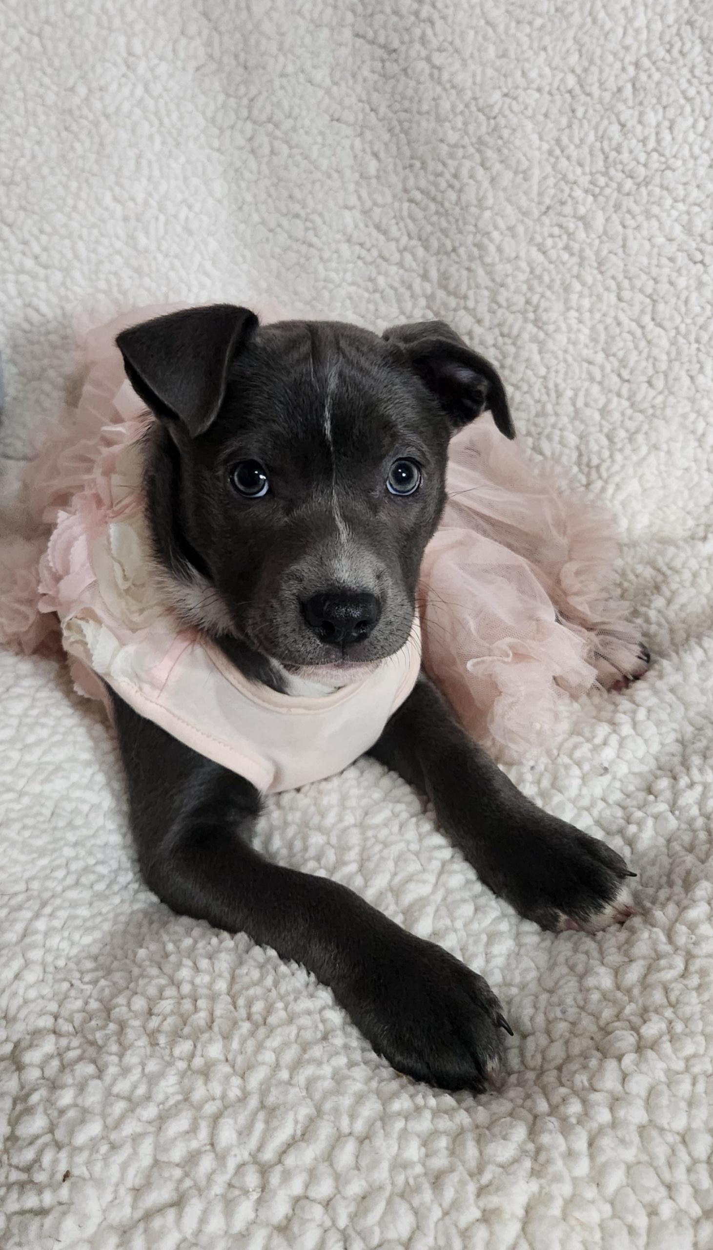 Kya, ADOPTABLE, Puppy Female Pit Bull Terrier.