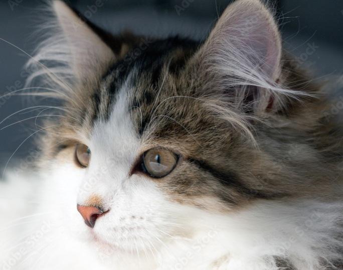 ALBERT (M) 1YRS OLD tabby /white, an adopted Domestic Long Hair in Ottawa, ON image 2/3