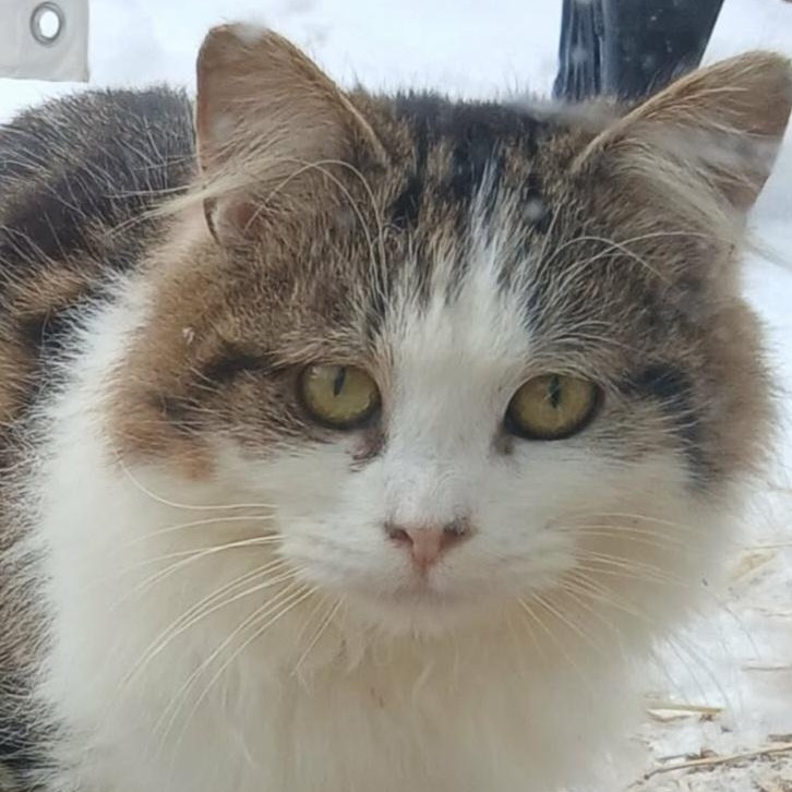 ALBERT (M) 1YRS OLD tabby /white, adopted, Adult Male Domestic Long Hair.