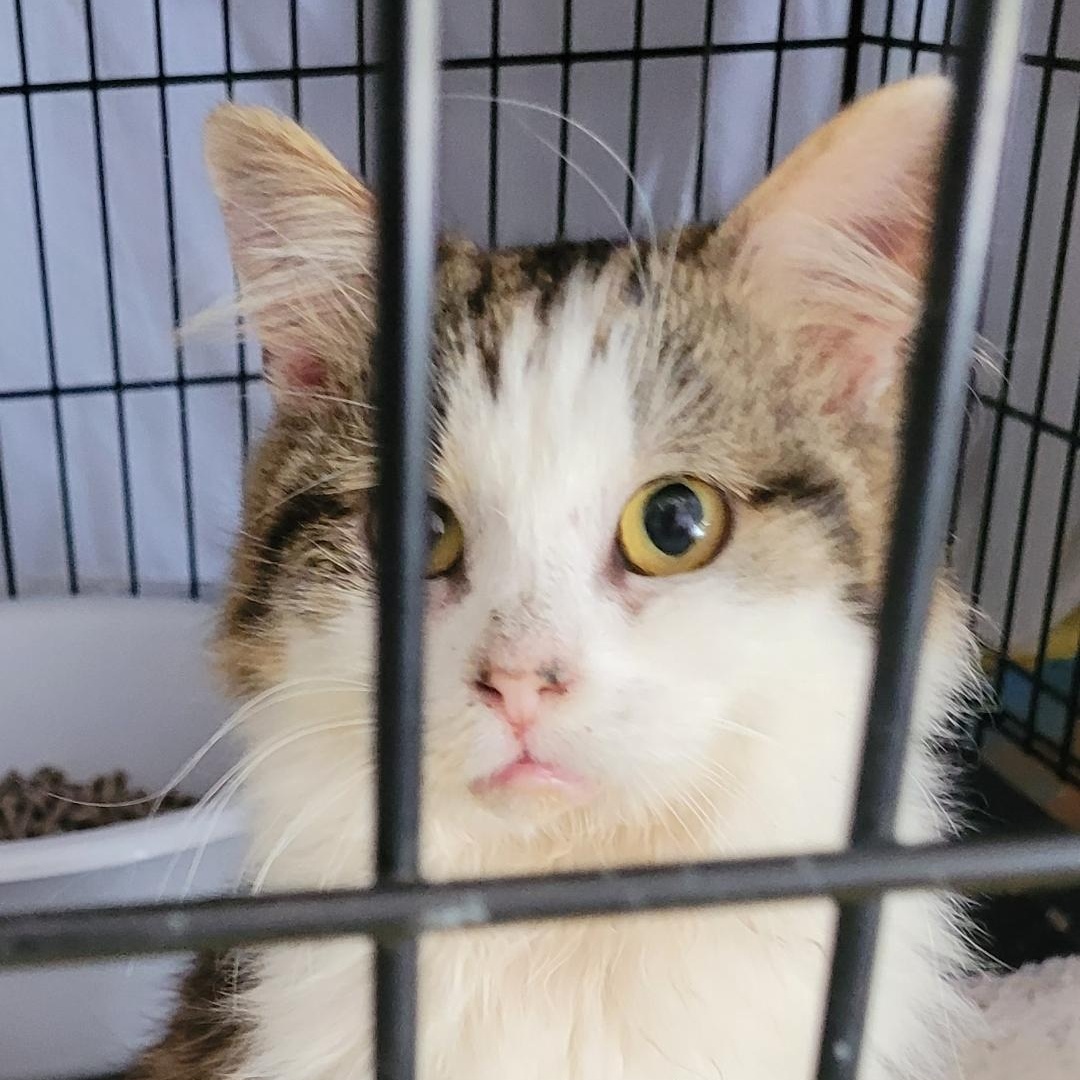 ALBERT (M) 1YRS OLD tabby /white, an adopted Domestic Long Hair in Ottawa, ON image 3/3