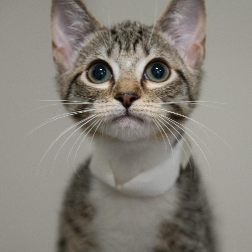 Smokey, Adoptable, Kitten Male Domestic Short Hair.