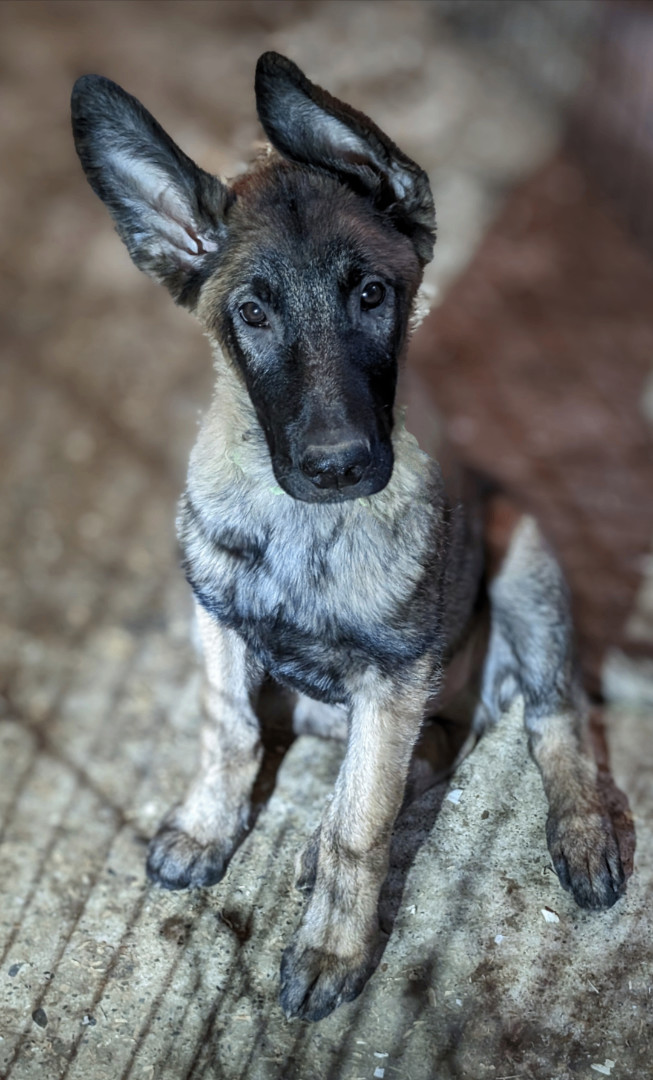 Monster, Adopted, Puppy Male German Shepherd Dog & Belgian Shepherd / Malinois.