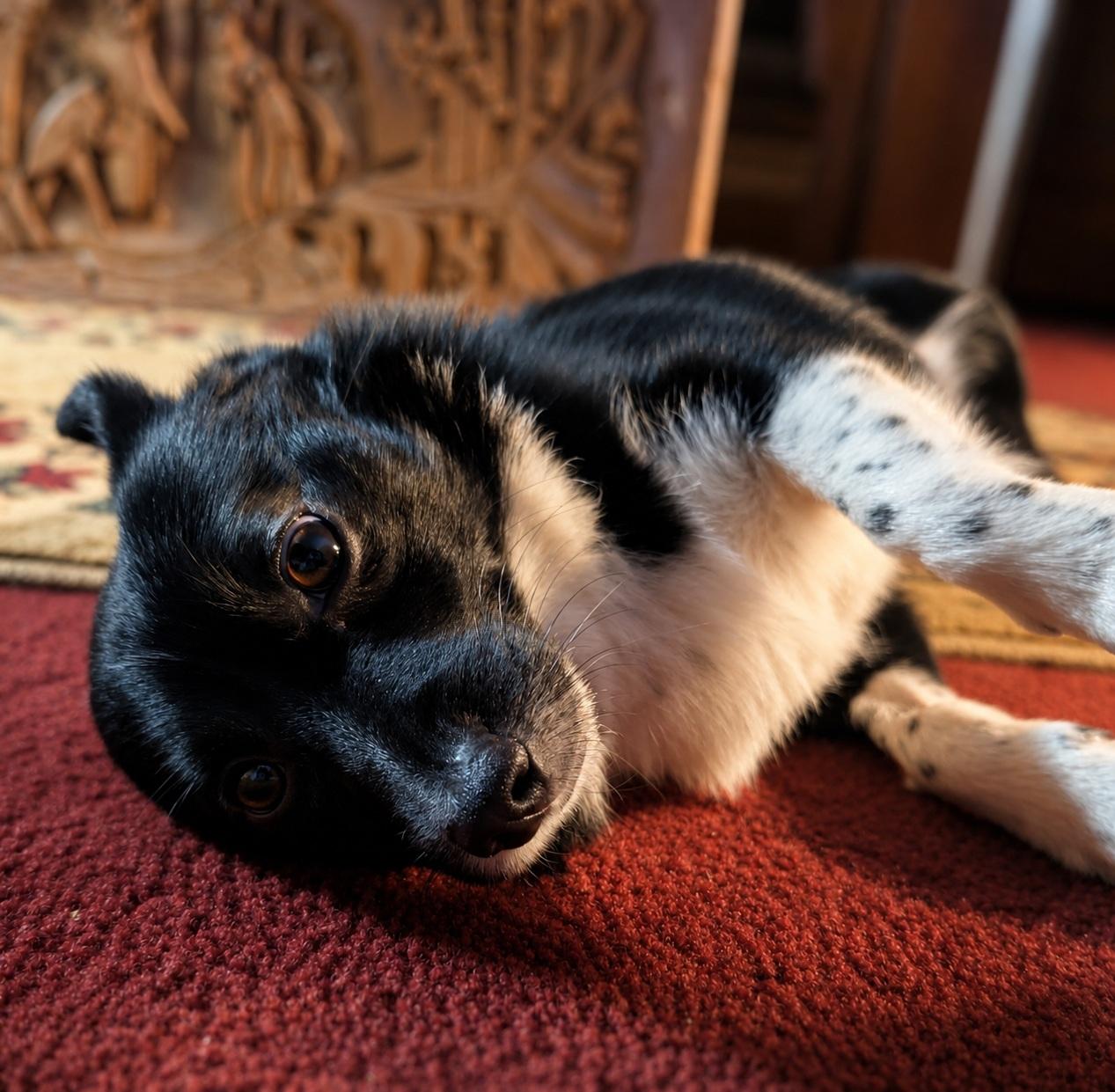 Enlarge Tippy, an adopted mixed breed in Olympia, WA image 3/4
