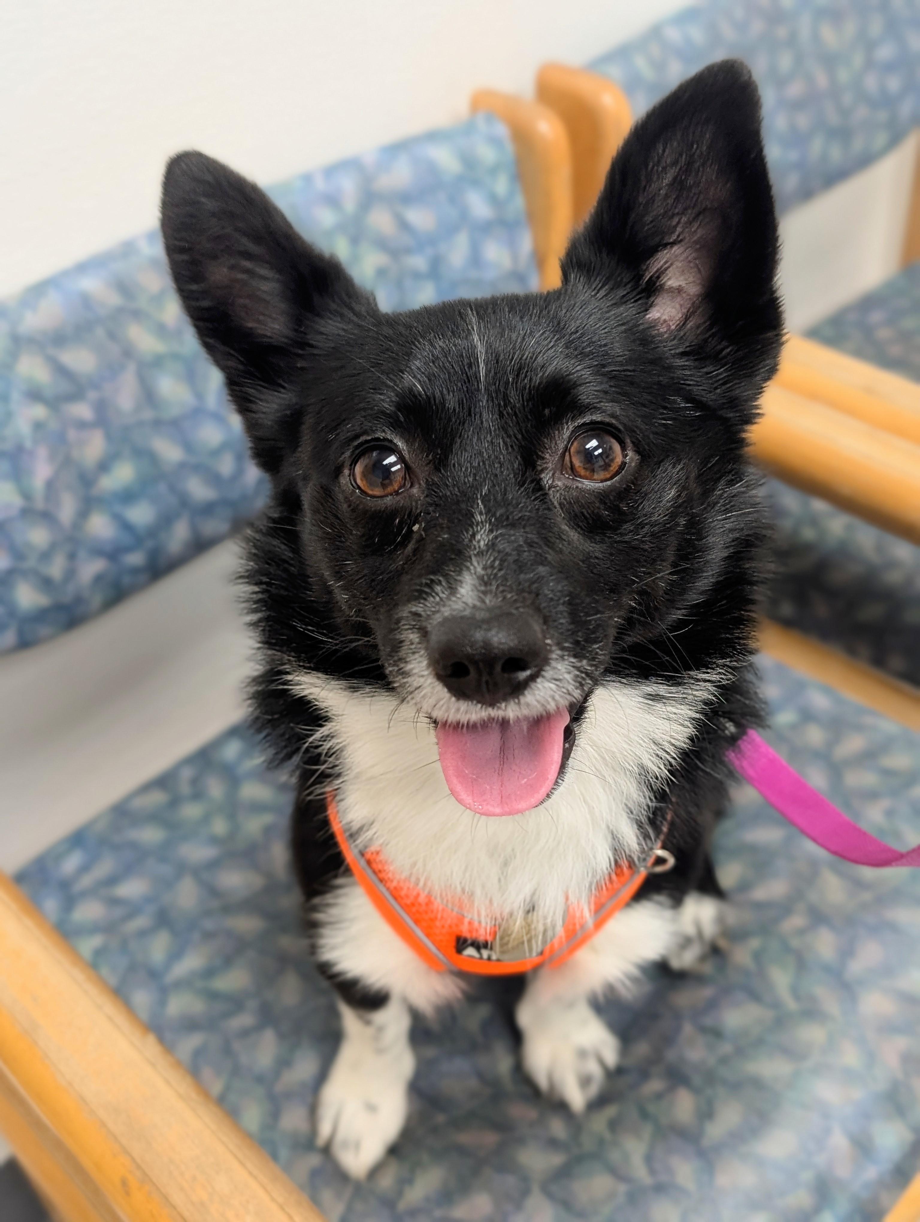 Tippy, adopted, Adult Male Pomeranian.