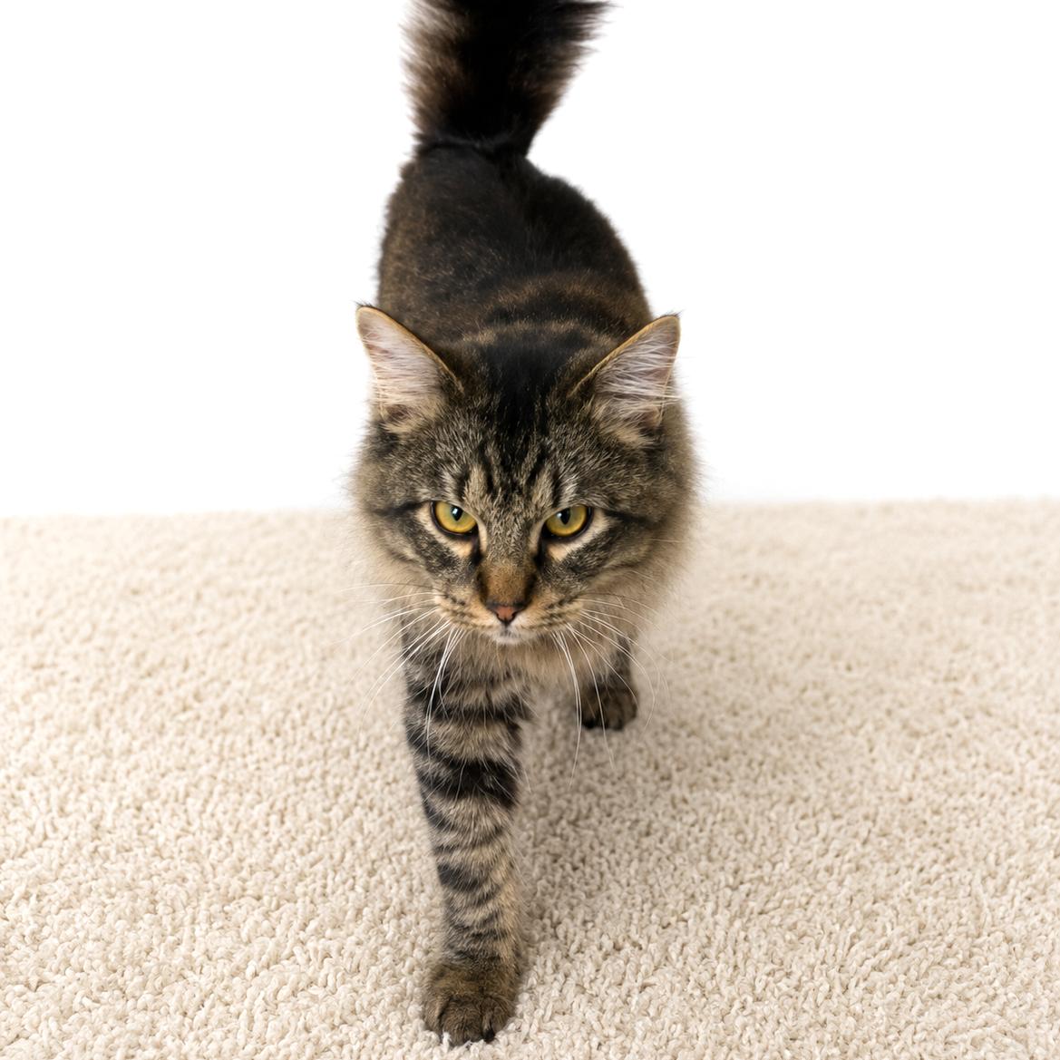 Nyx, an adopted mixed breed in Long Beach, WA image 2/5