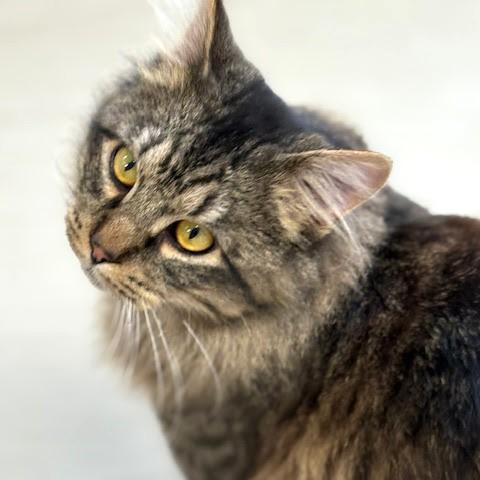 Nyx, an adopted mixed breed in Long Beach, WA image 3/5