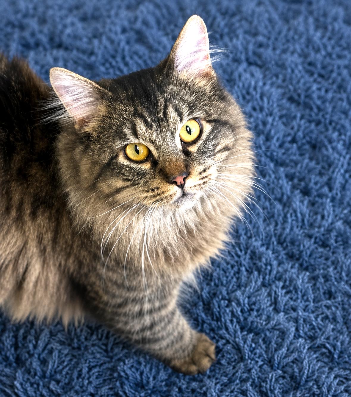 Nyx, adopted, Young Male Domestic Medium Hair & Tabby.