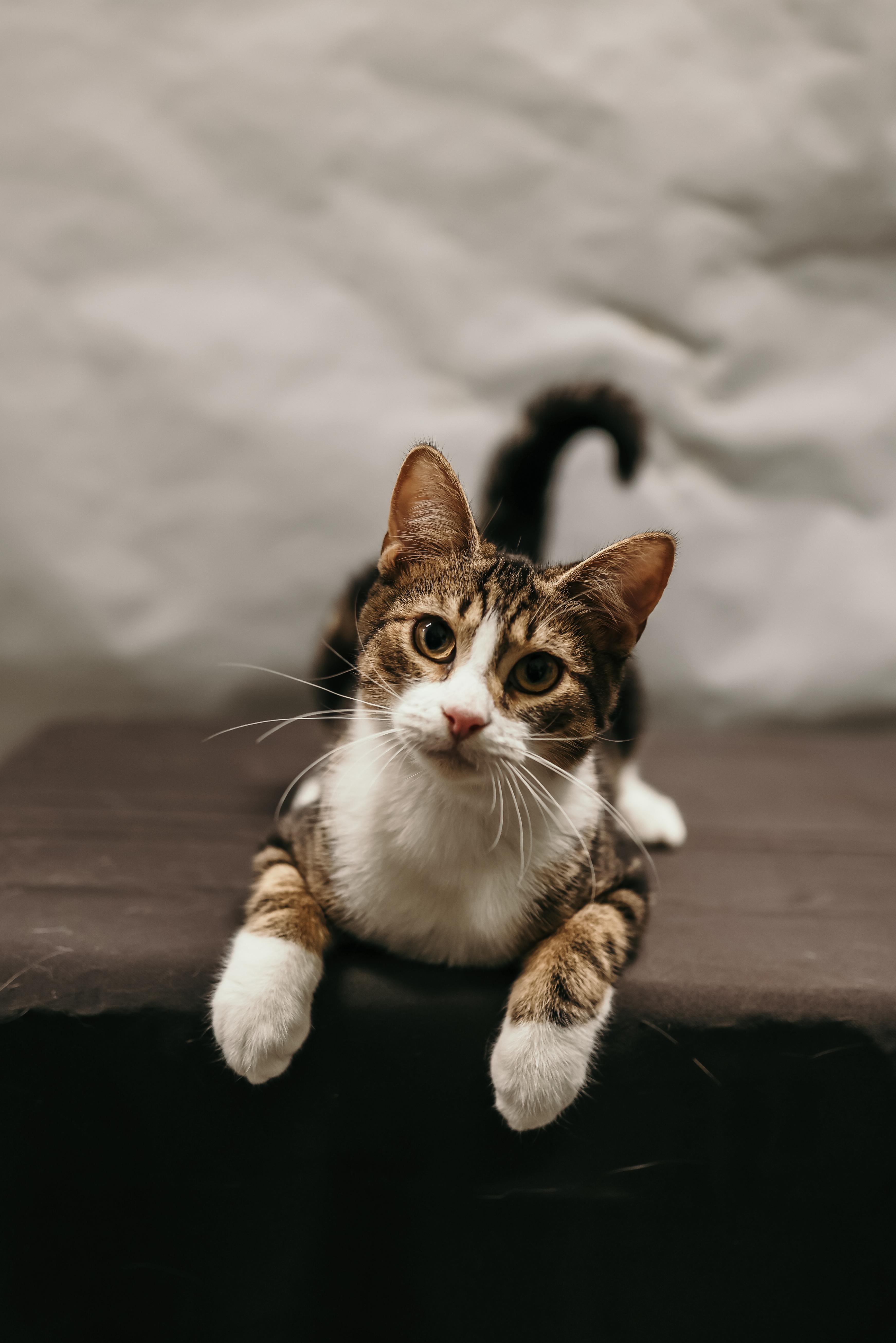 Enlarge SIR PURR, a ADOPTABLE Domestic Short Hair in Tillsonburg, ON image 1/6