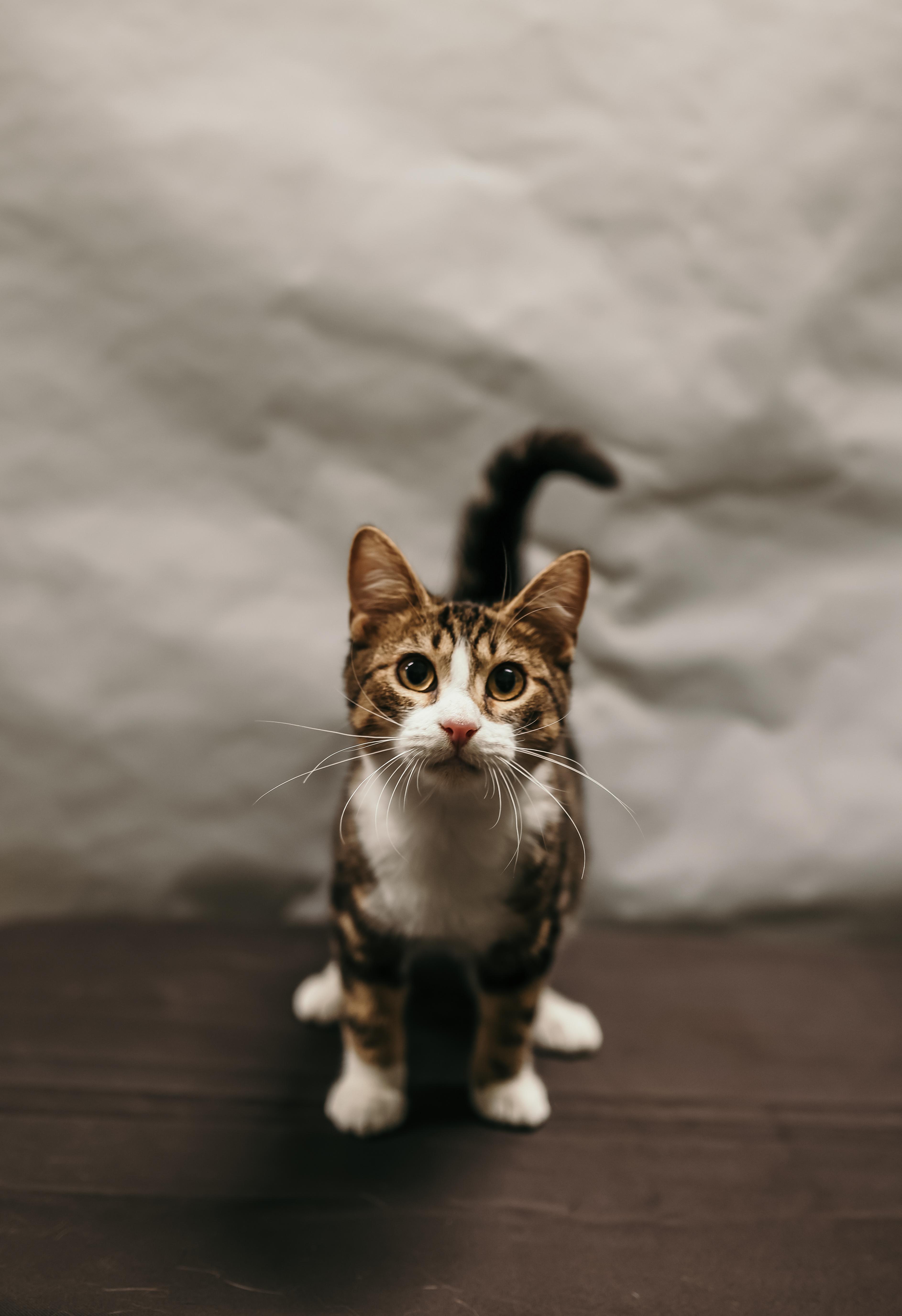 Enlarge SIR PURR, a ADOPTABLE Domestic Short Hair in Tillsonburg, ON image 2/6