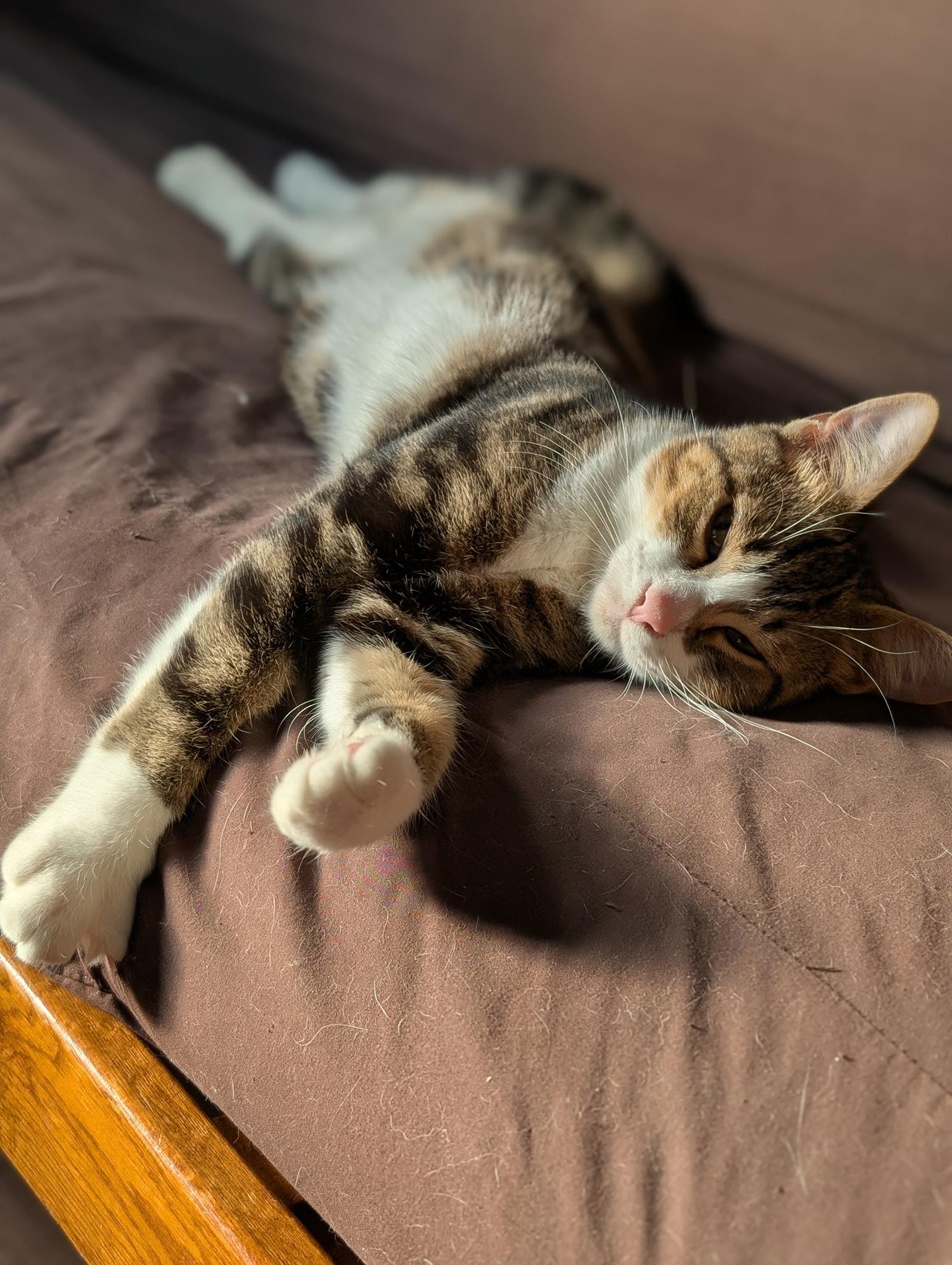 Enlarge SIR PURR, a ADOPTABLE Domestic Short Hair in Tillsonburg, ON image 3/6