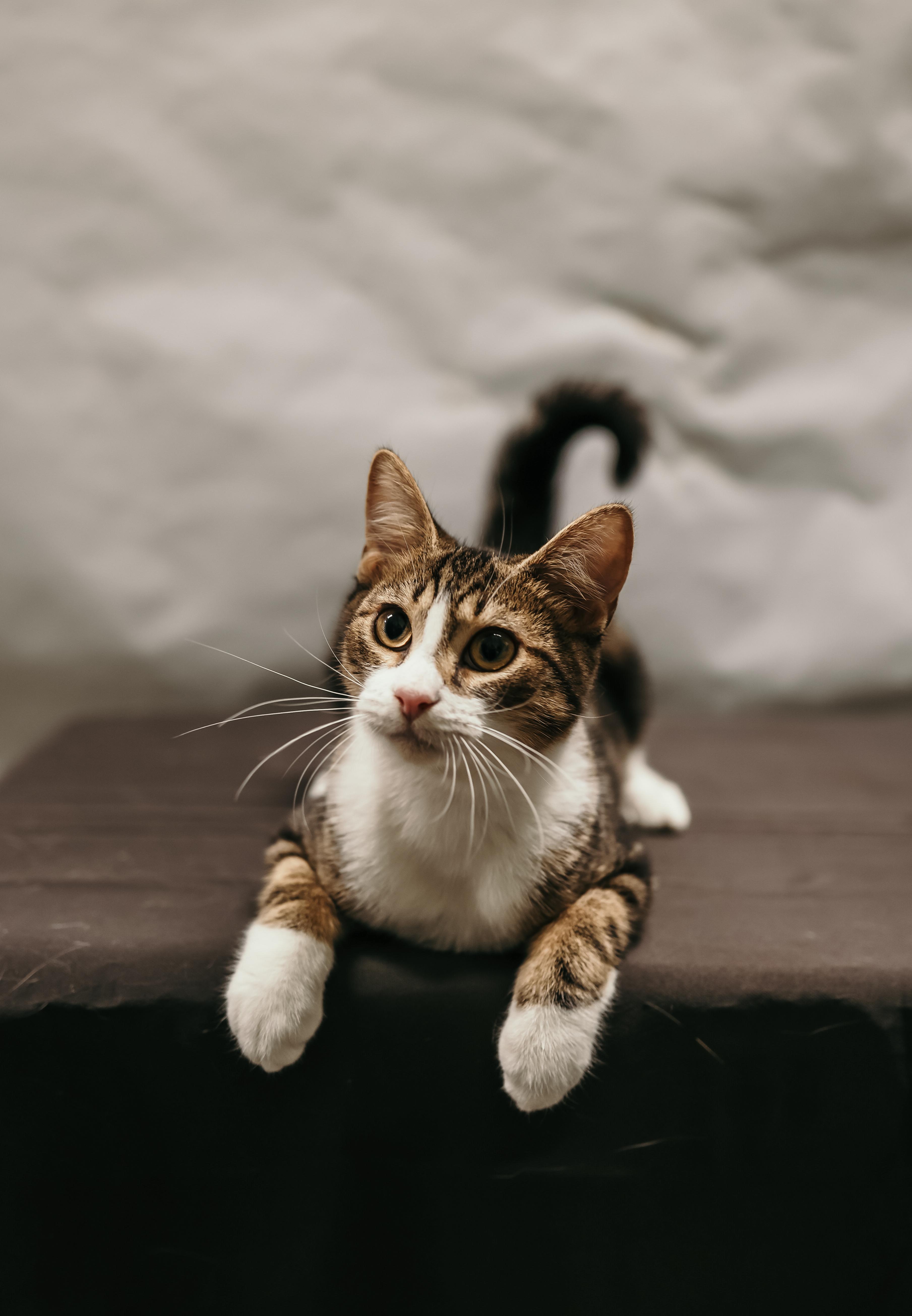 Enlarge SIR PURR, a ADOPTABLE Domestic Short Hair in Tillsonburg, ON image 4/6