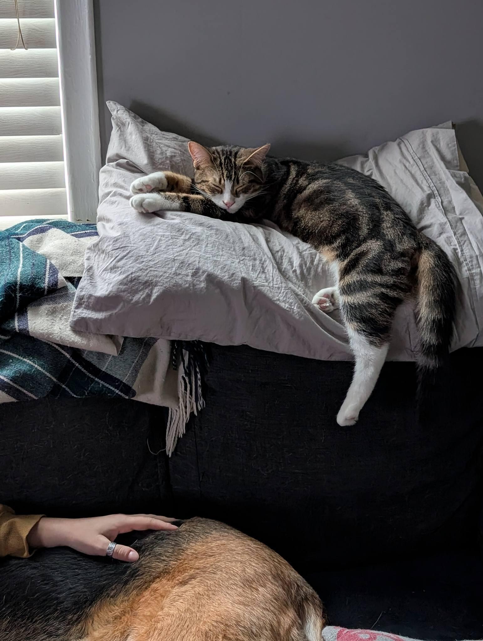 Enlarge SIR PURR, an adopted Domestic Short Hair in Tillsonburg, ON image 5/6