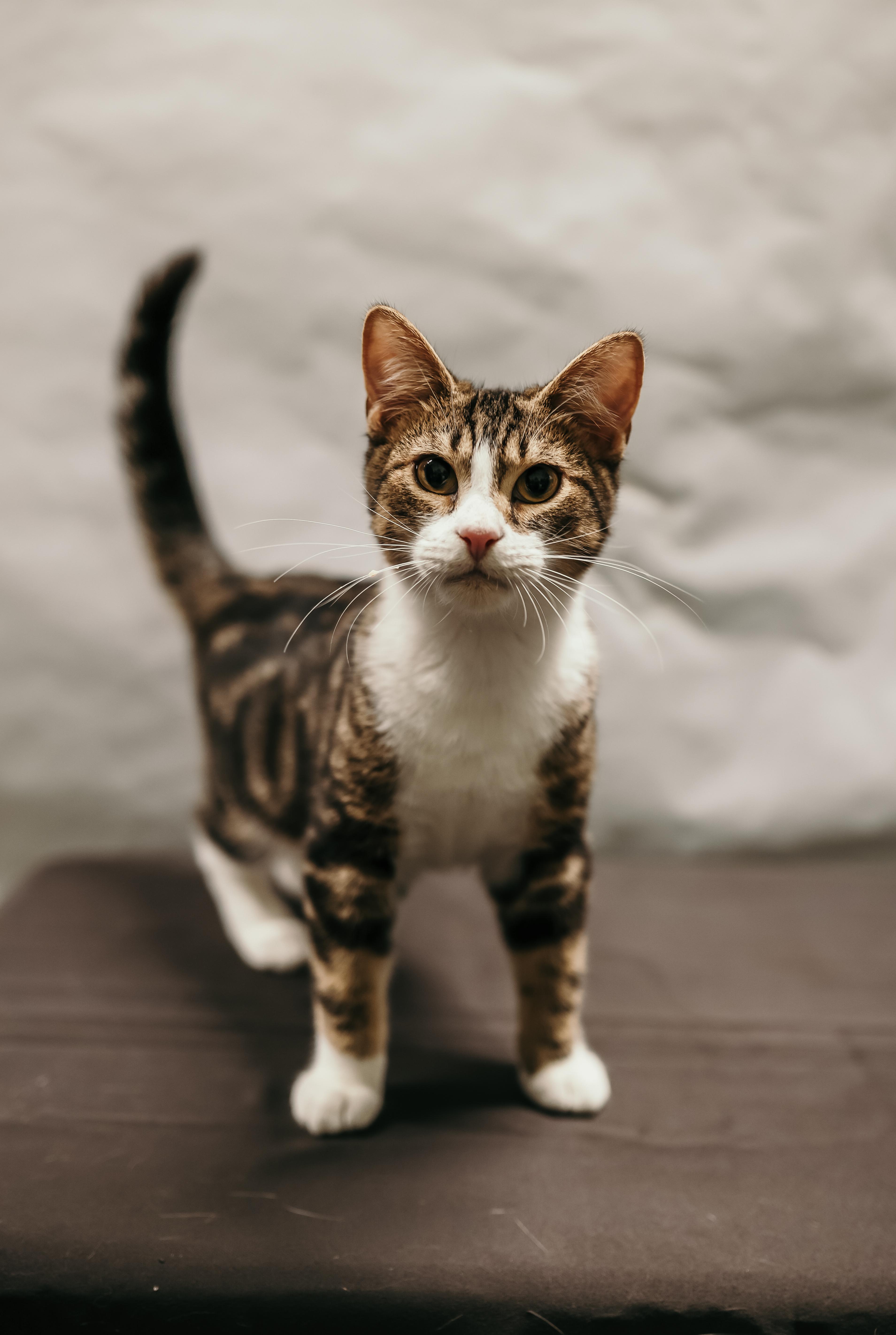 Enlarge SIR PURR, a ADOPTABLE Domestic Short Hair in Tillsonburg, ON image 5/6