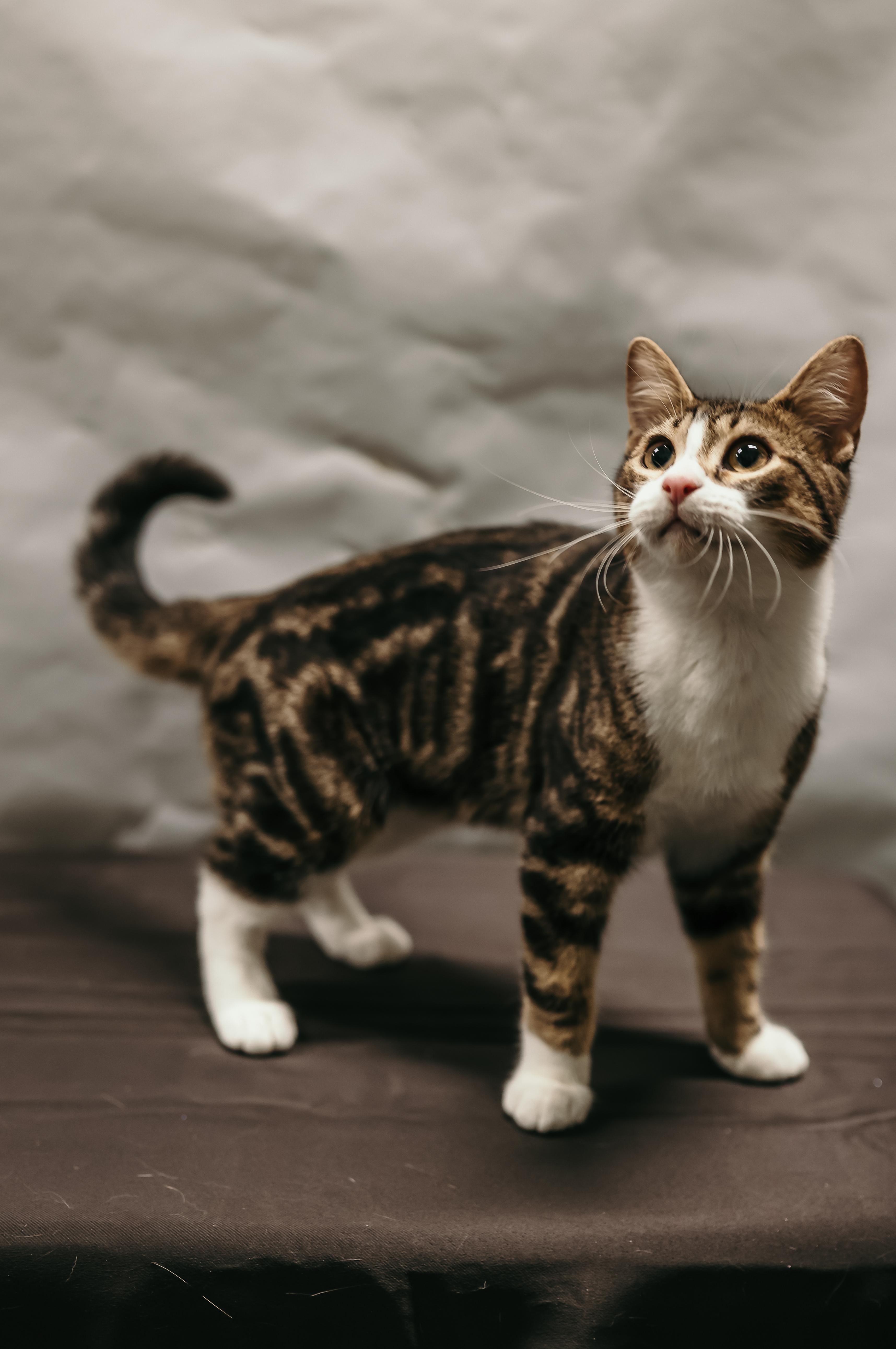 Enlarge SIR PURR, a ADOPTABLE Domestic Short Hair in Tillsonburg, ON image 6/6